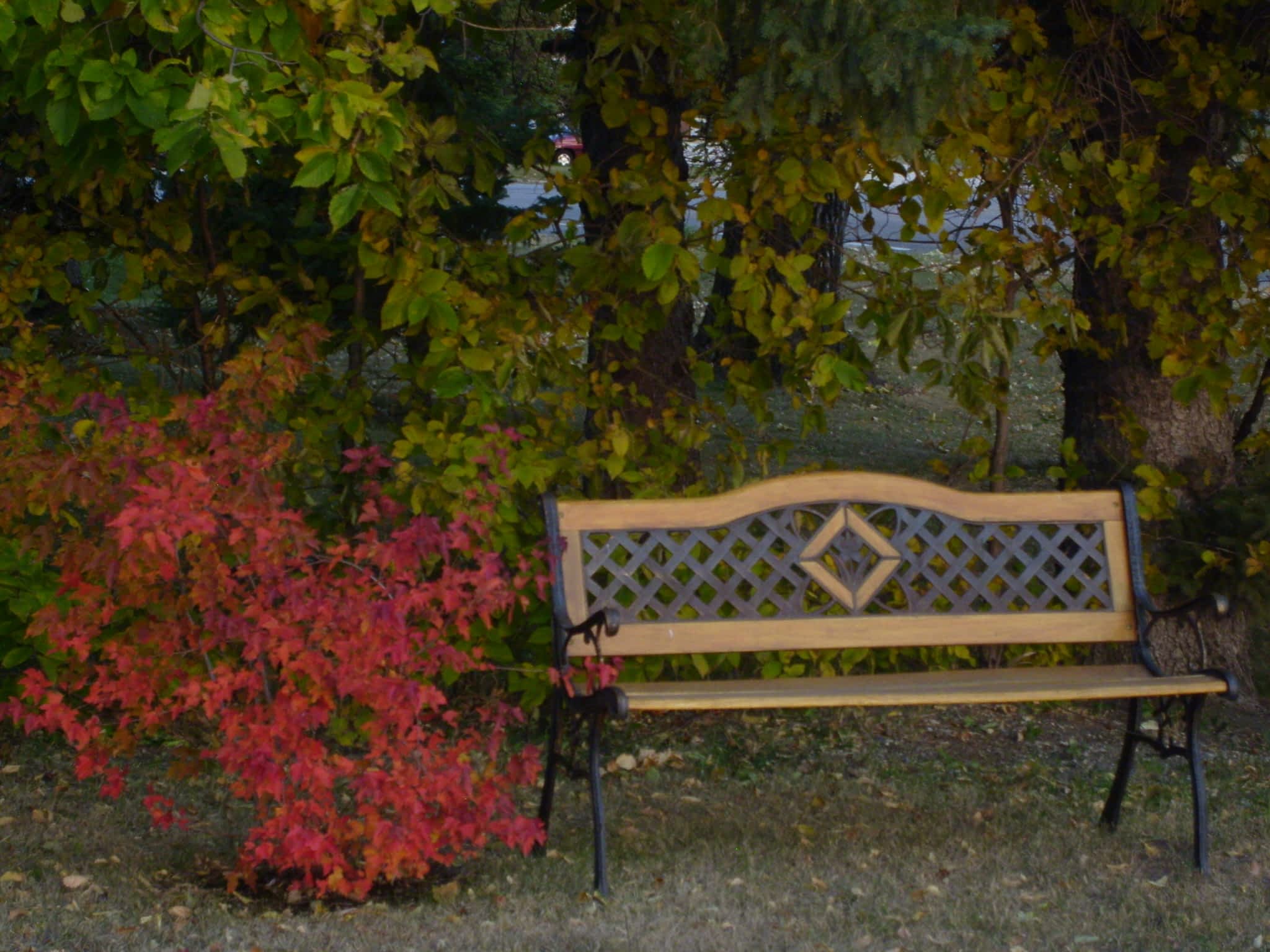 photo Maple Leaf Motel