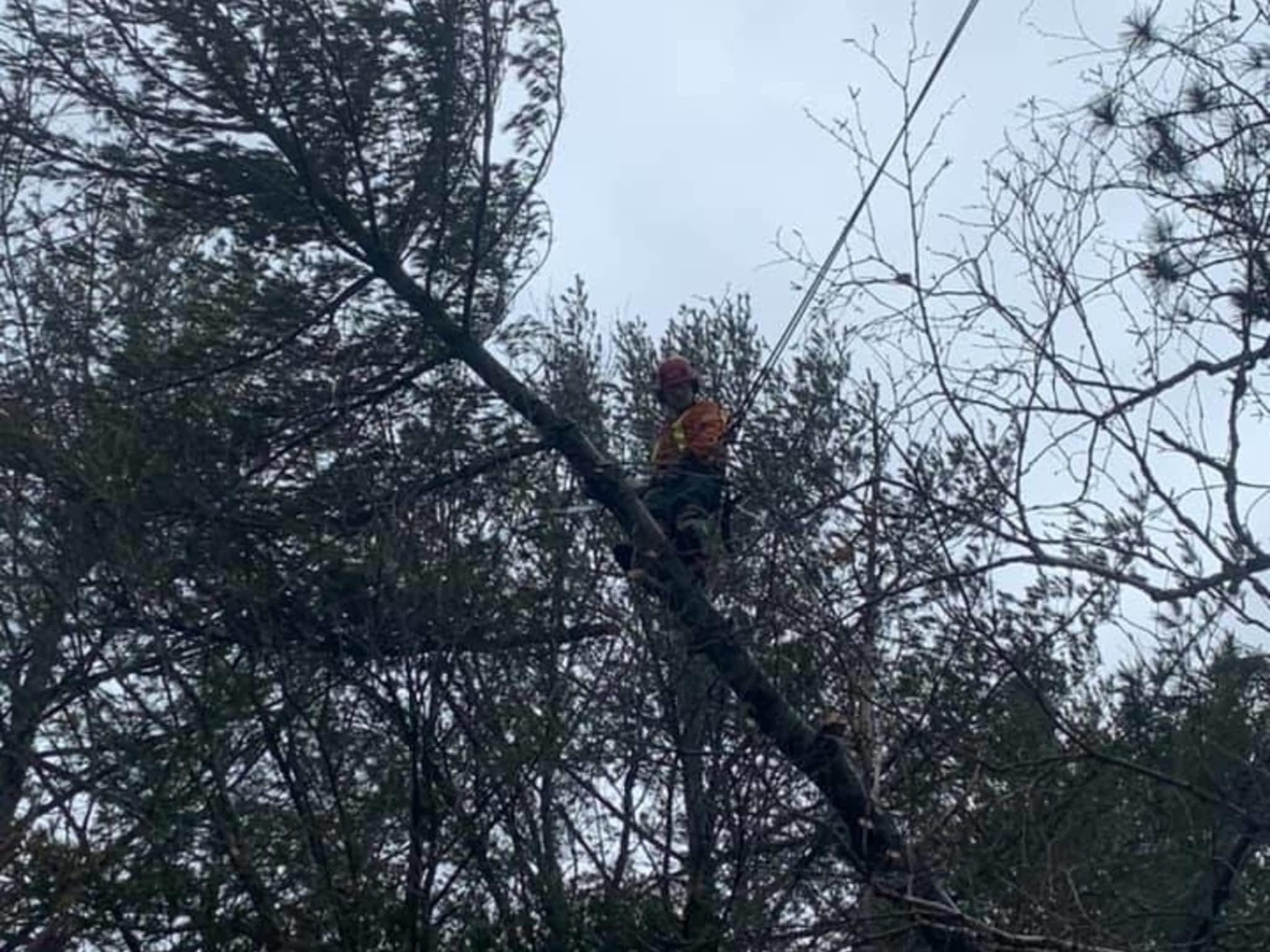 photo Sargeant Tree Removal