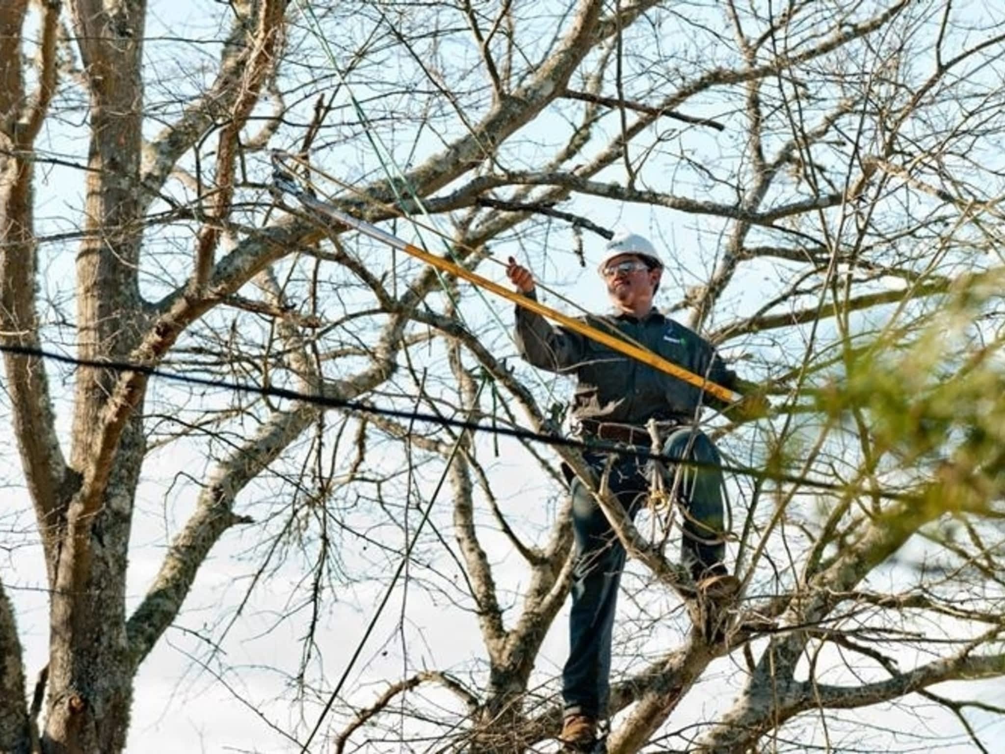 photo Davey Tree Expert Co Of Canada Limited