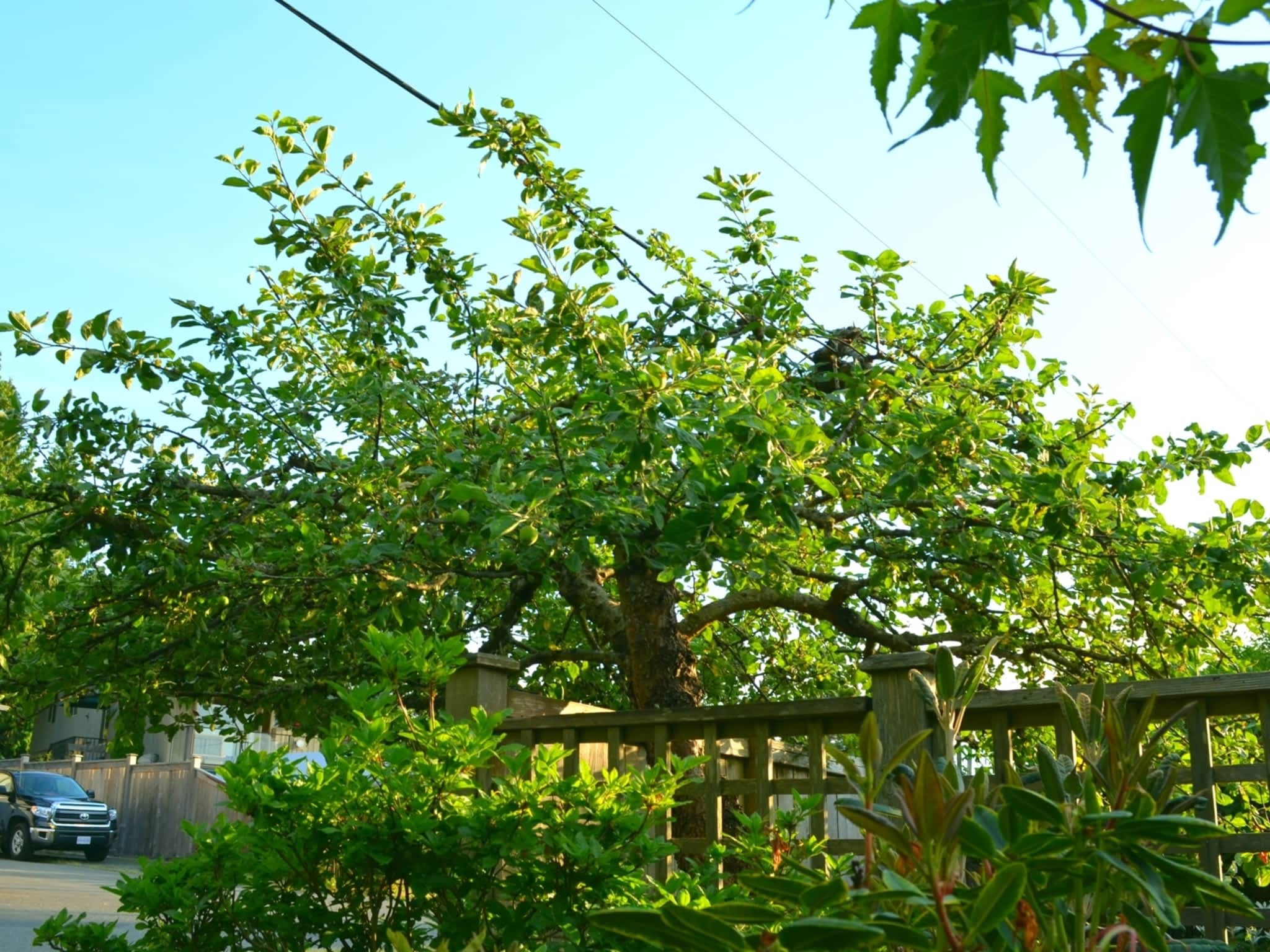 photo Harmony Pruning Service