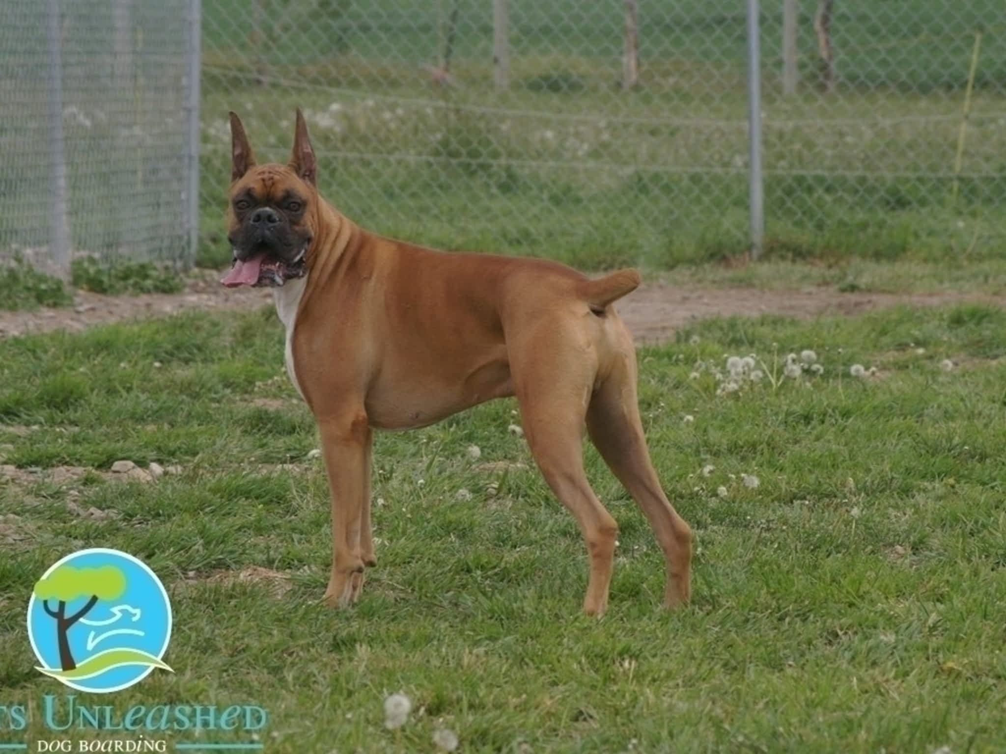 photo Pets Unleashed