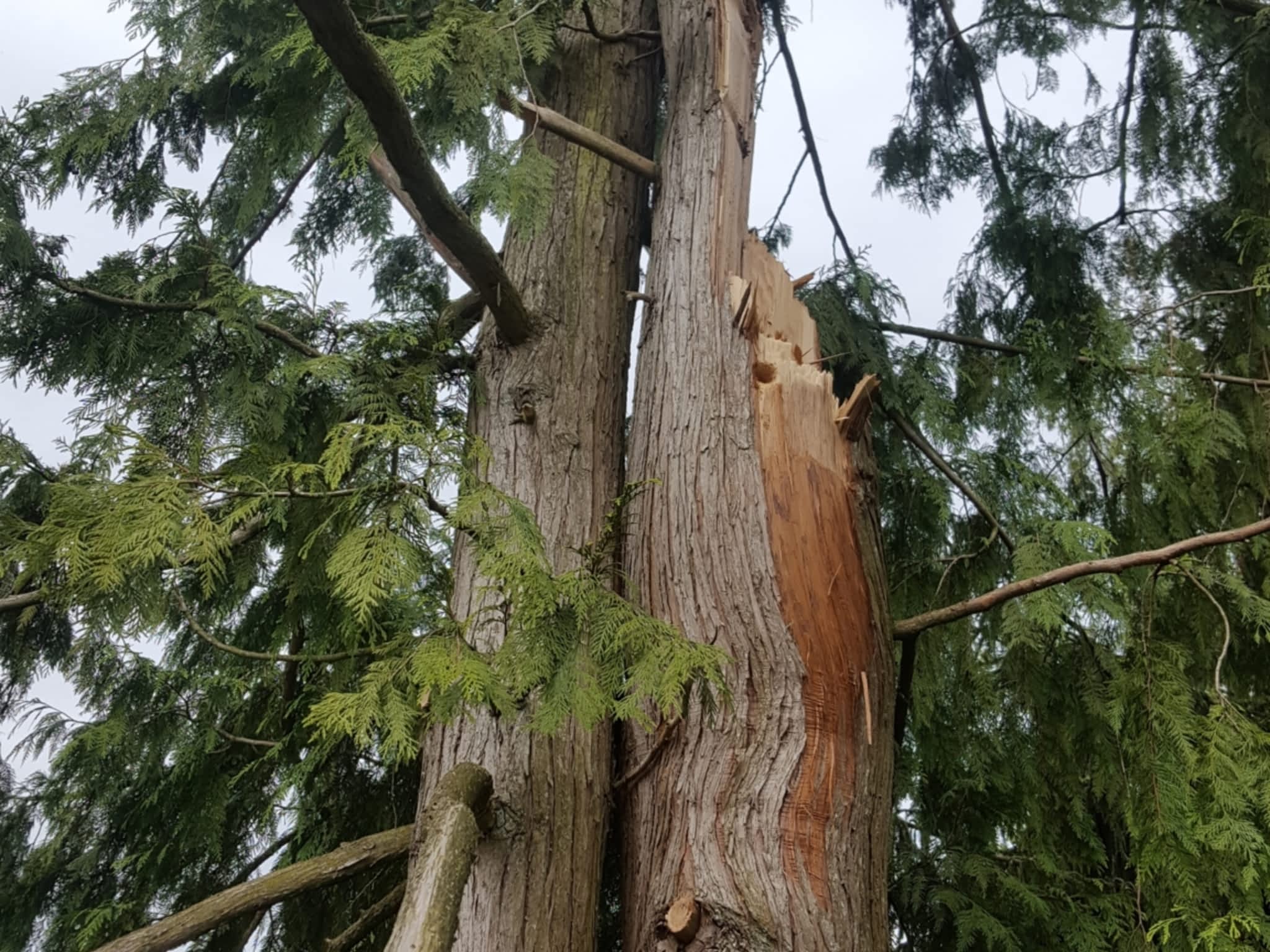 photo Ridge Meadows Tree Service LTD 2.0