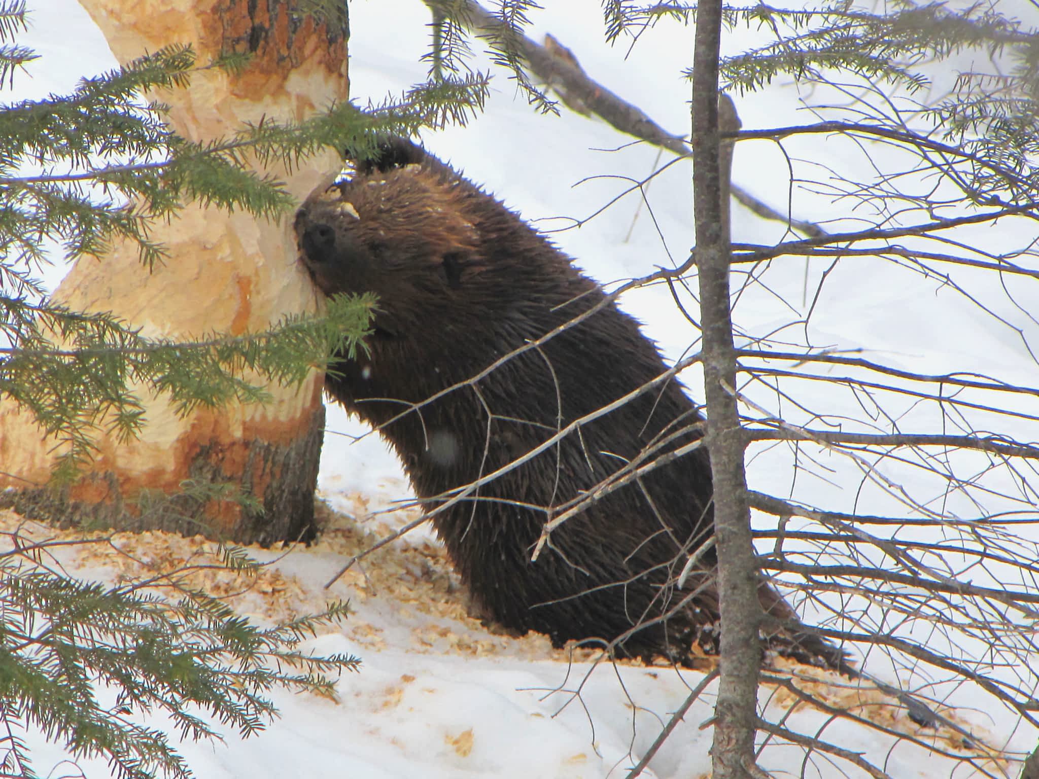 photo Beaver Tree Service