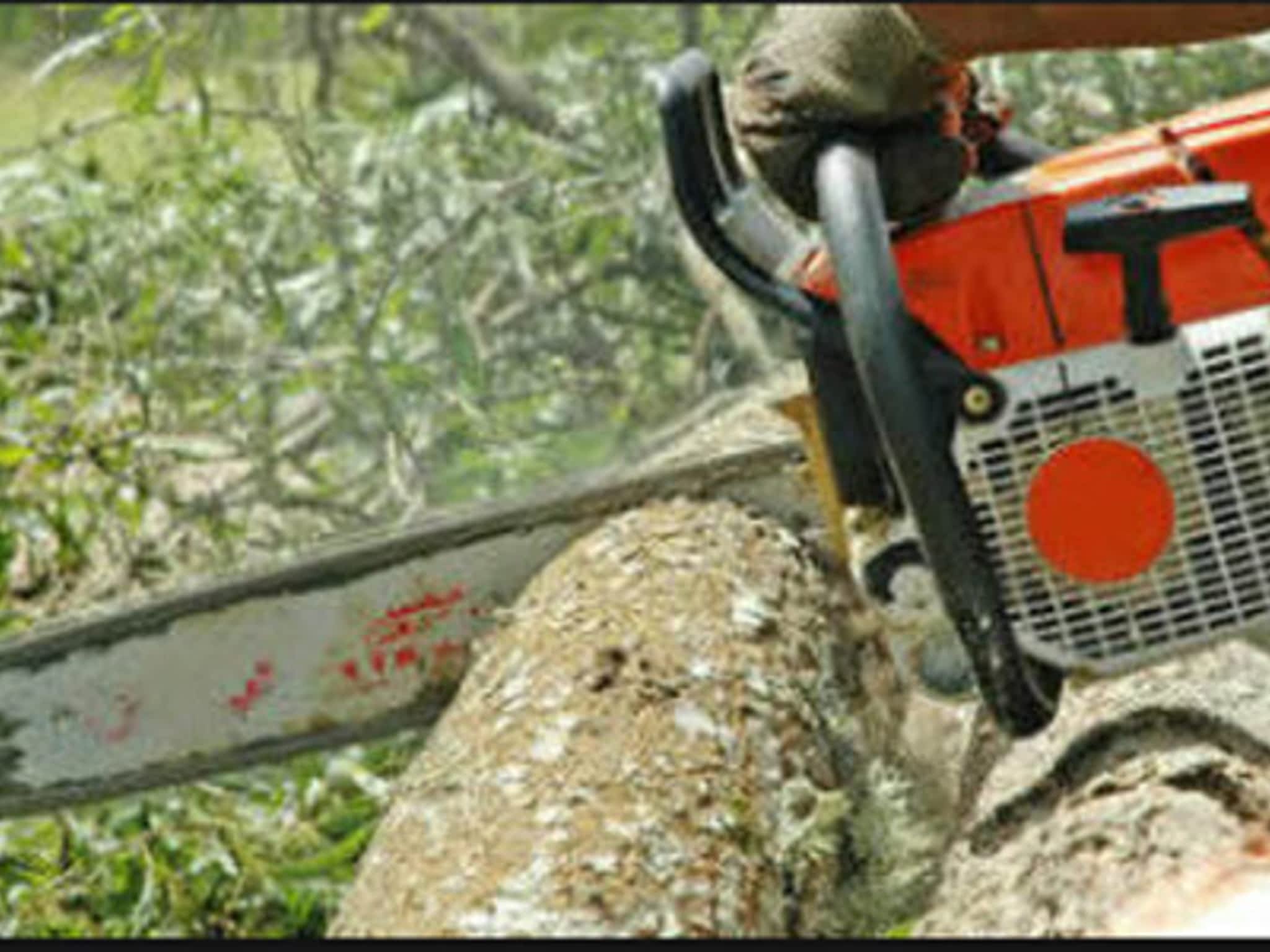 photo Dale Phillips Tree Service