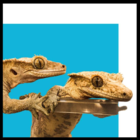 Cherylcie - Animaleries