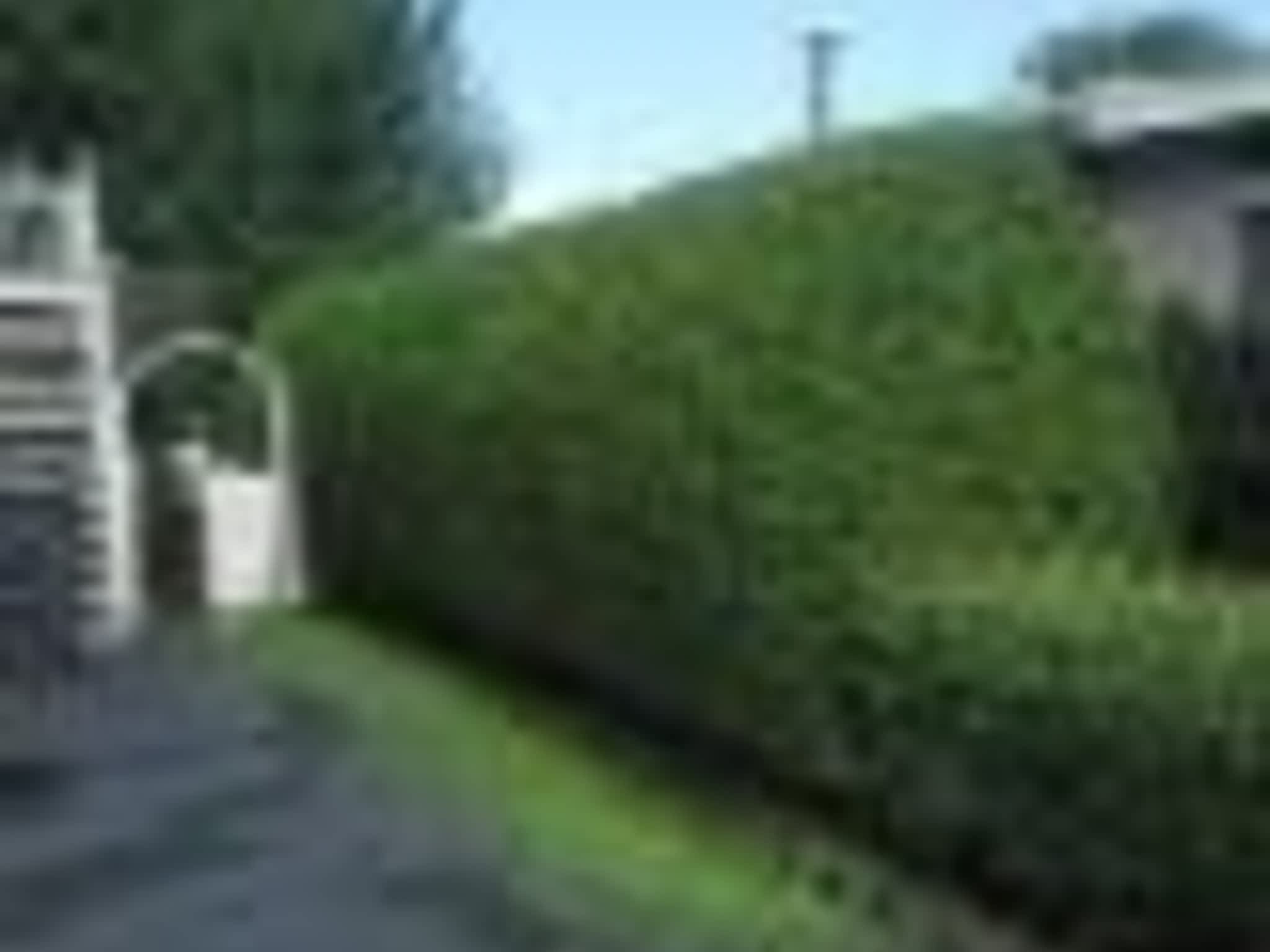 photo Taillage Compétitif CB