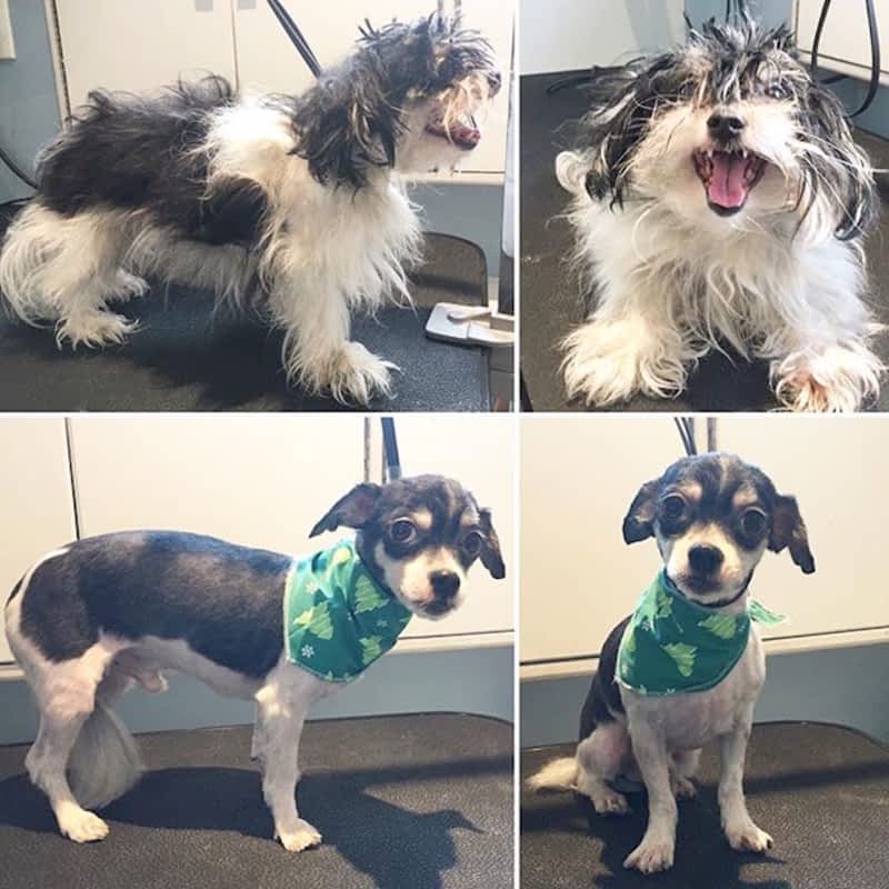 Tidy Tails Dog Grooming Victoria, BC 3884 Gordon Head Rd Canpages