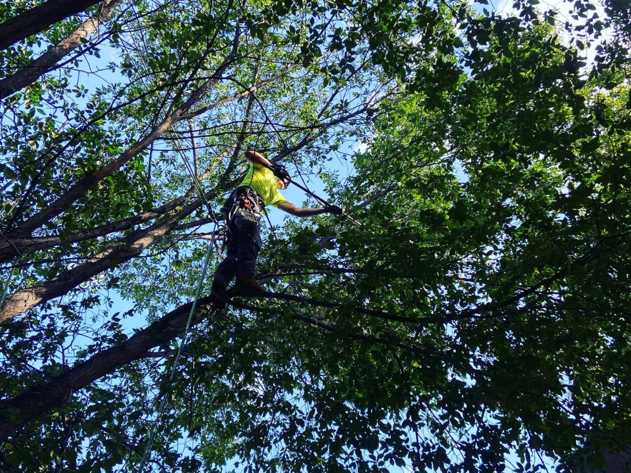 photo Mayday Tree Services