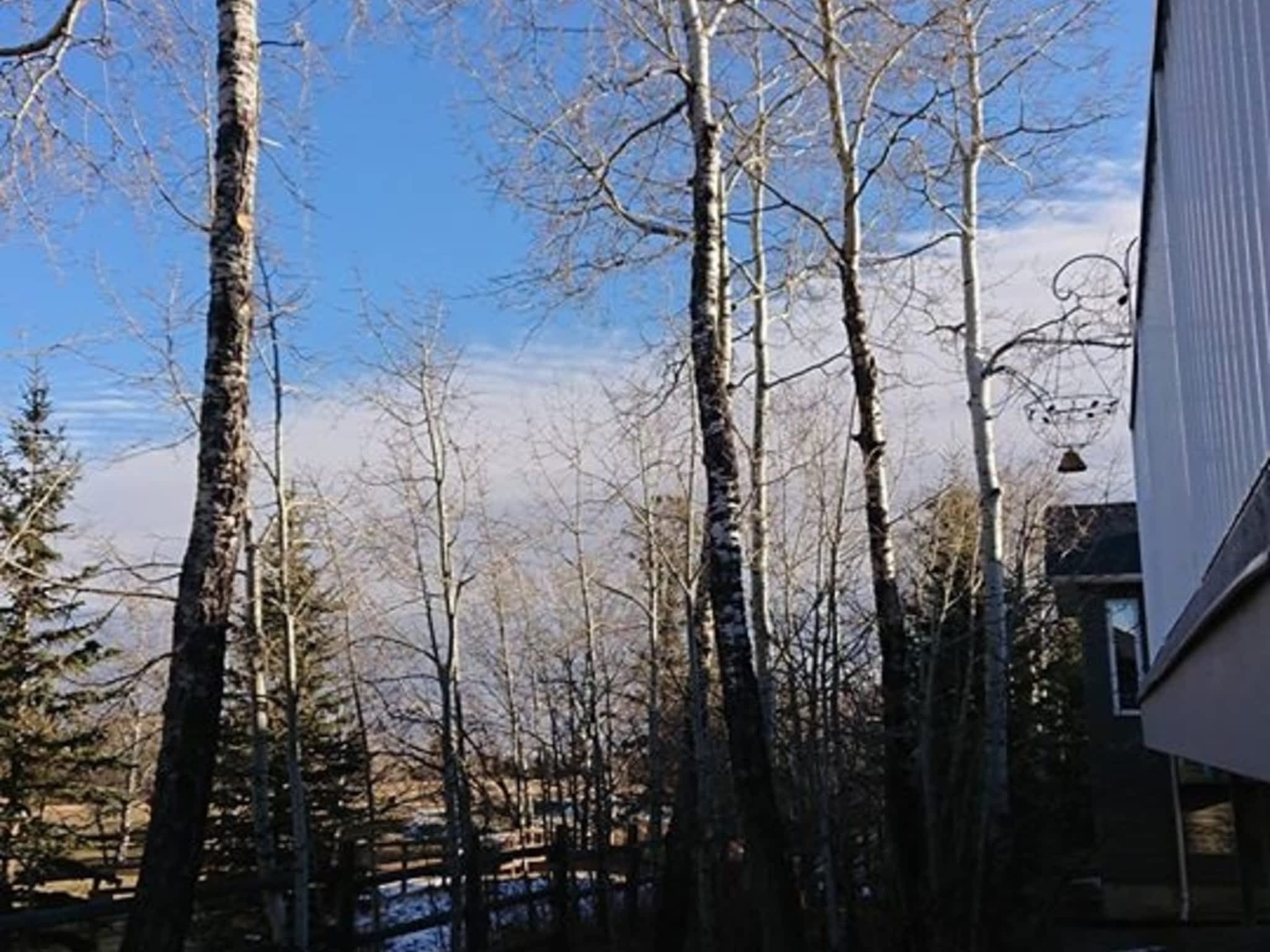 photo Wileys Tree Services