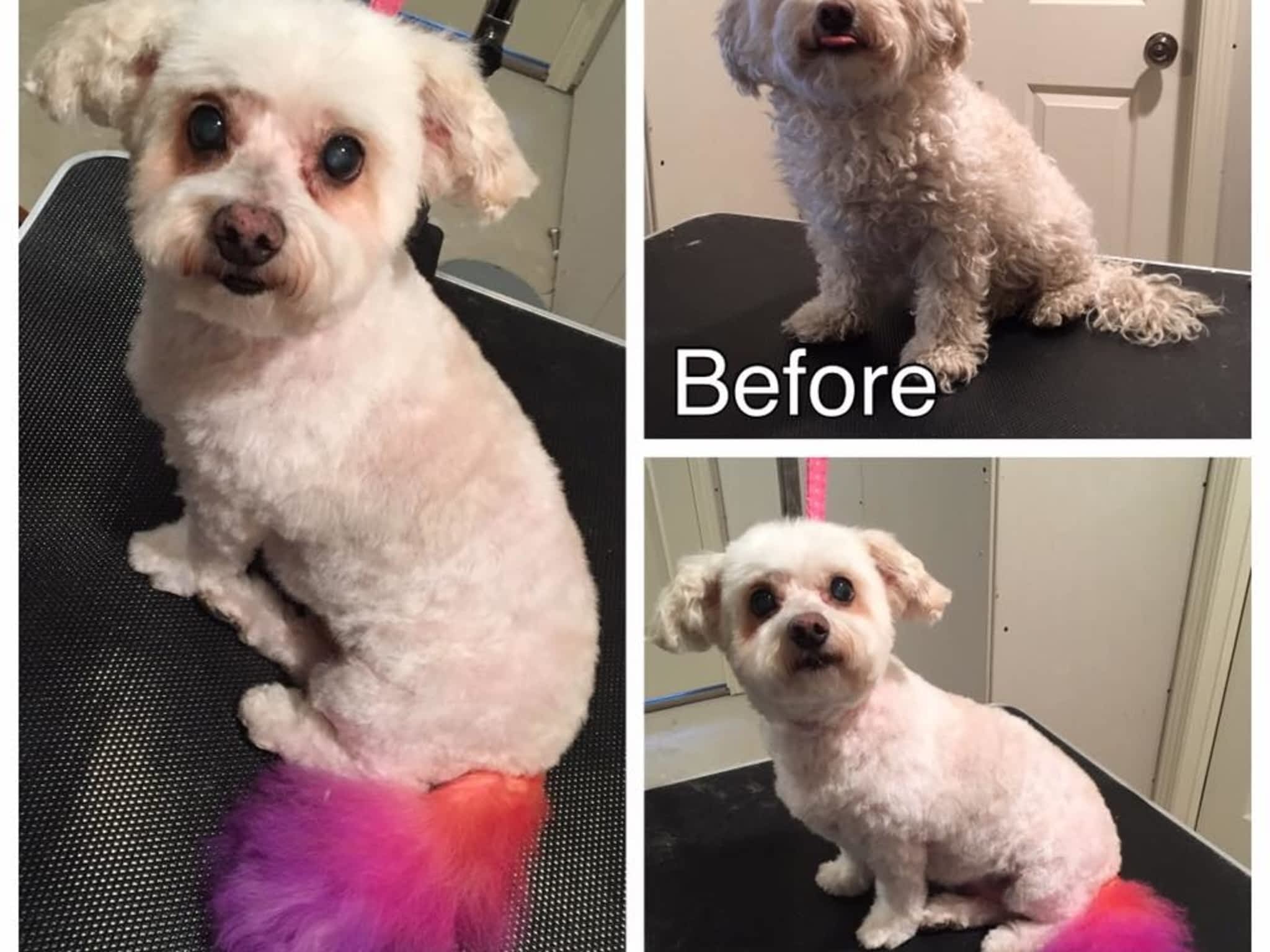 photo Tail-rific Dog Grooming