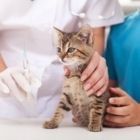 Animal Medical Centre South - Veterinarians