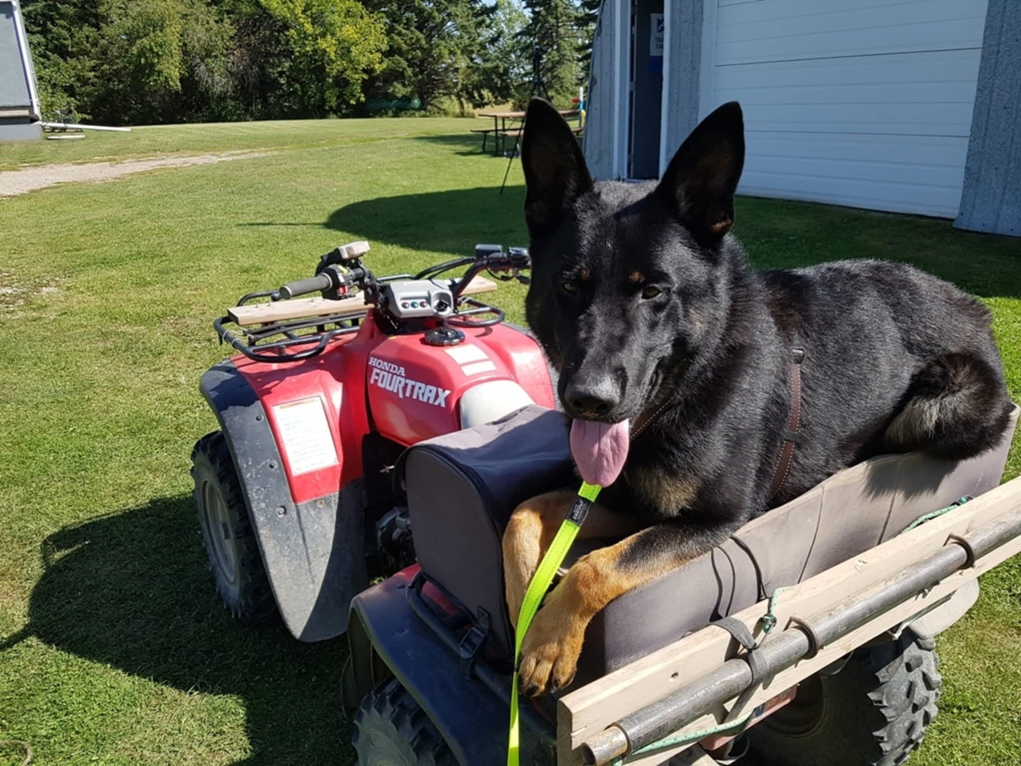 photo Dog Squad - Calgary Dog Trainer