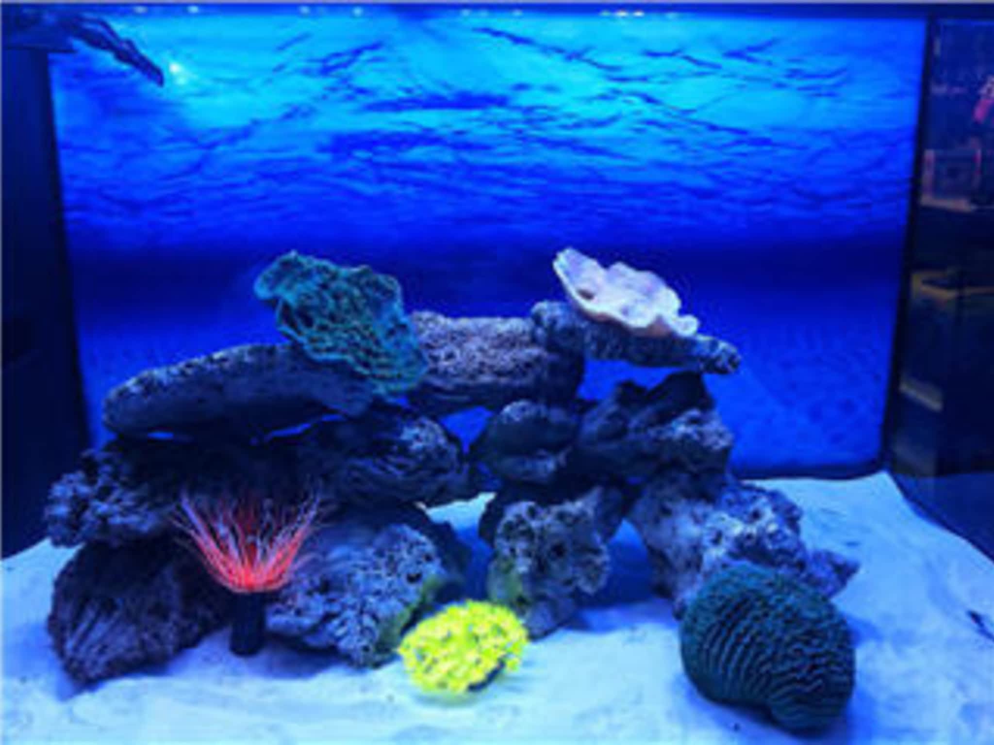 photo AJ's Pets & Things