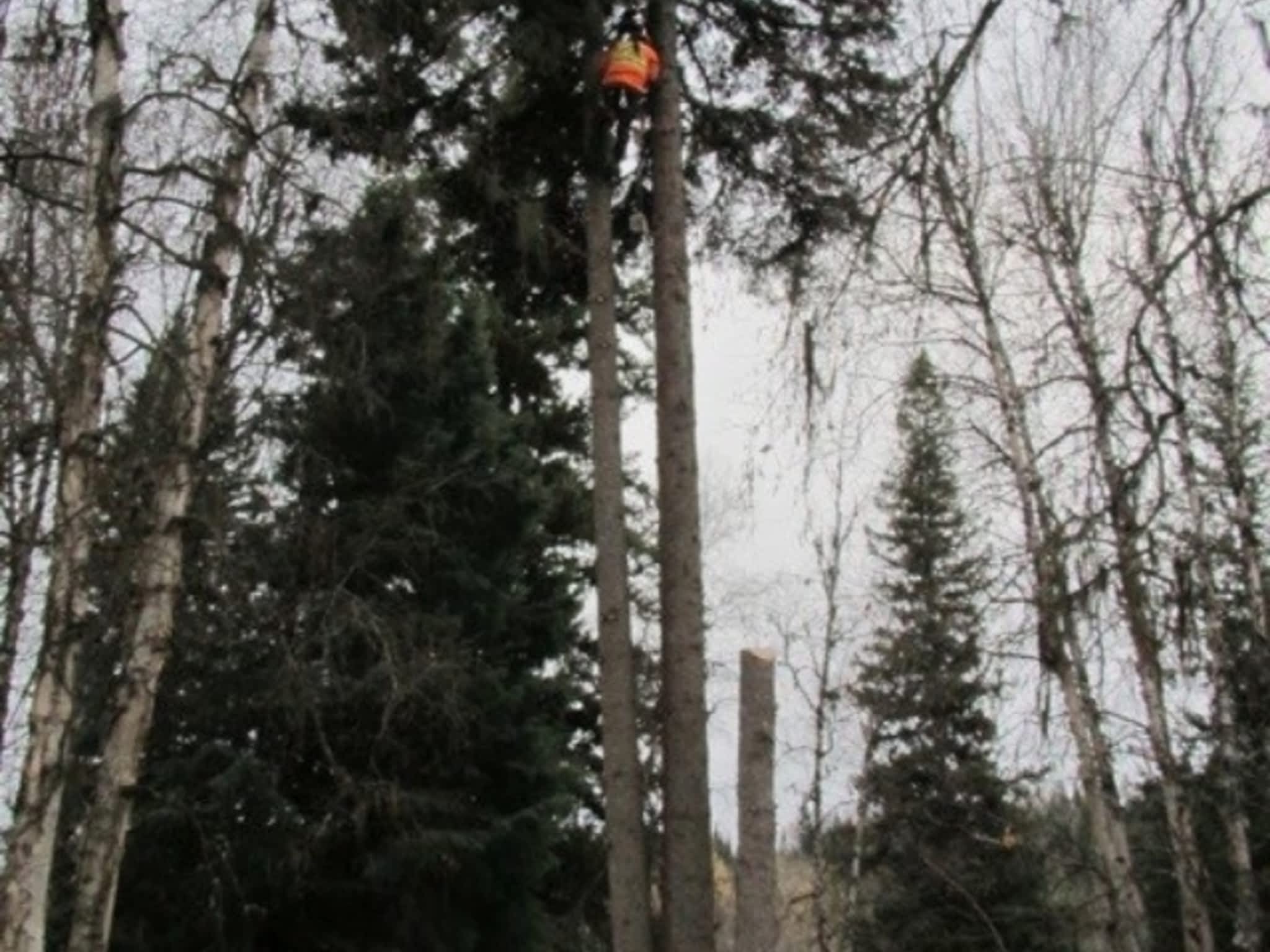 photo Bednesti Tree Services Inc