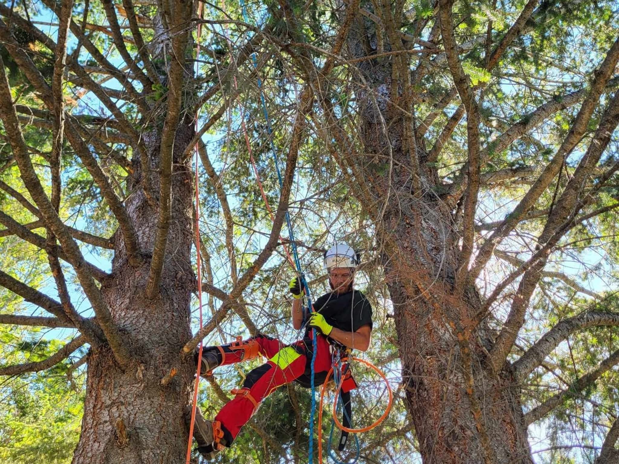 photo Hinni Tree Services