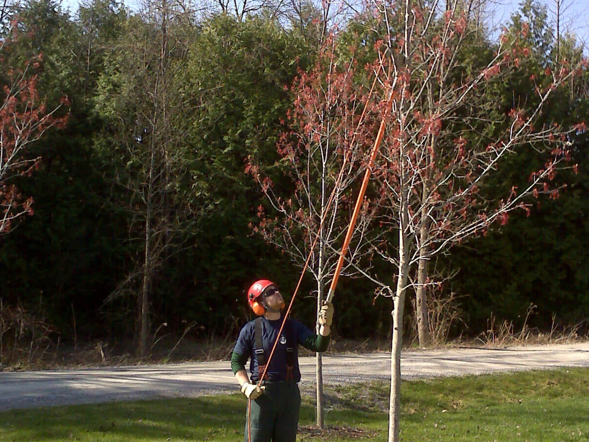 photo Logan Tree Experts