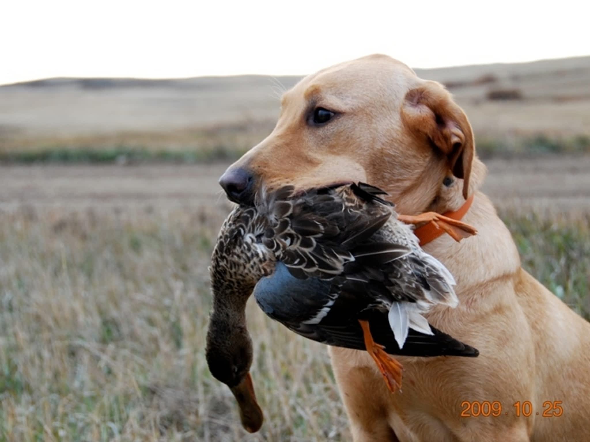 Trailrunners K9 Training Center & Labrador Retriever Dogs & Puppies