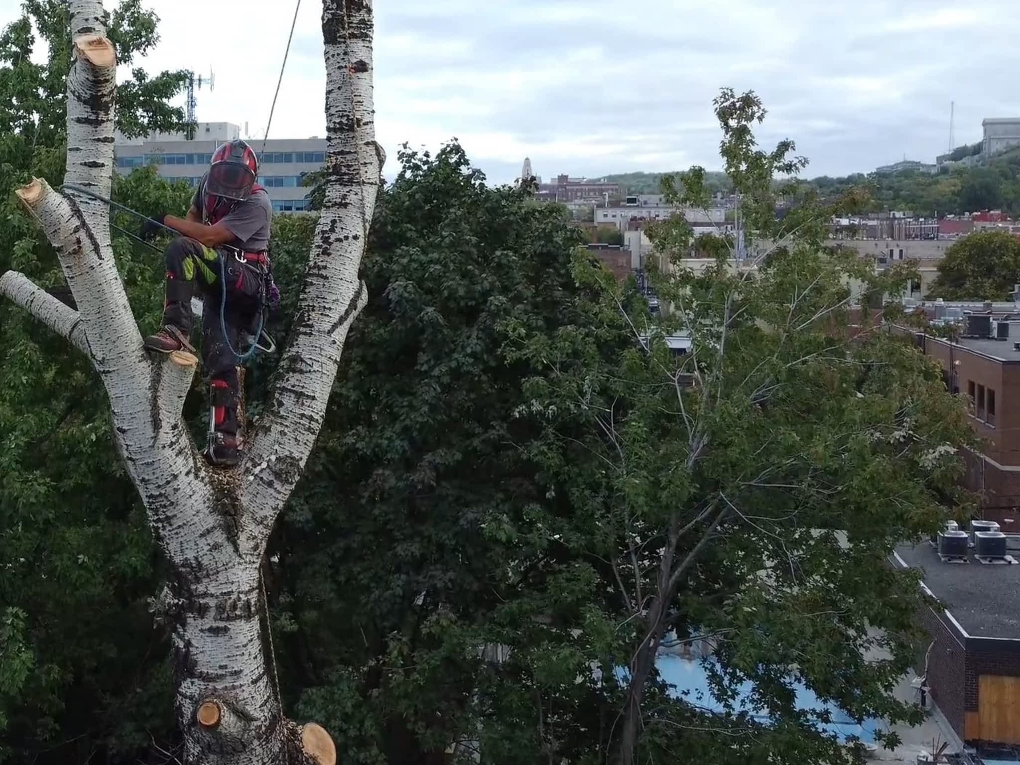 photo Arbre KBT Élagage, émondage et abattage d'arbre