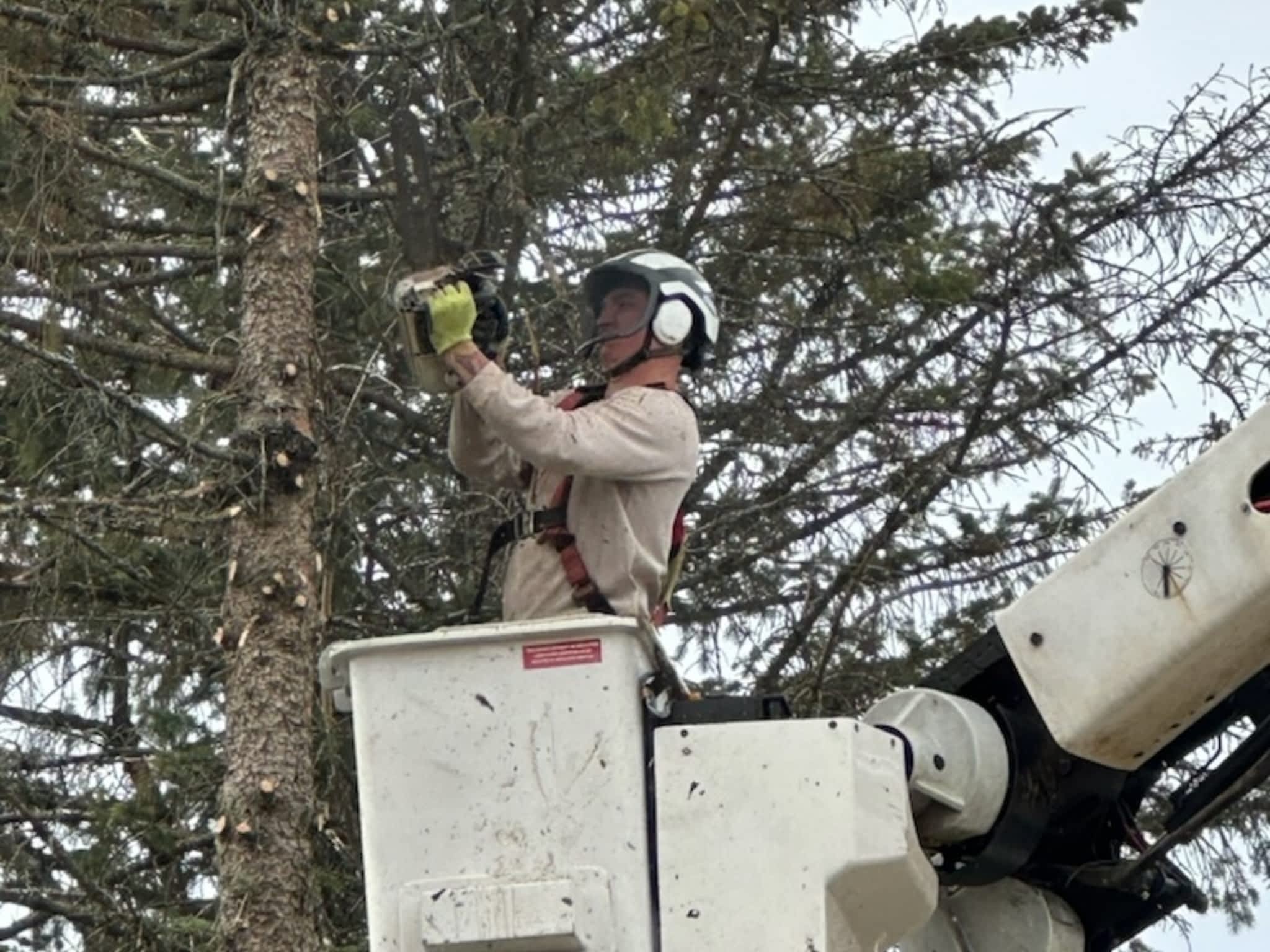 photo John Wayne's Tree Service