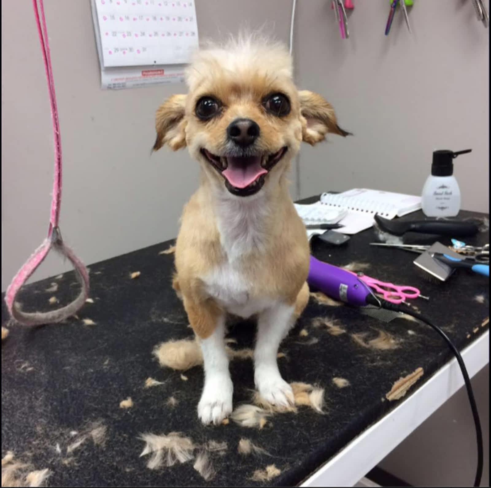 jackie's dog grooming