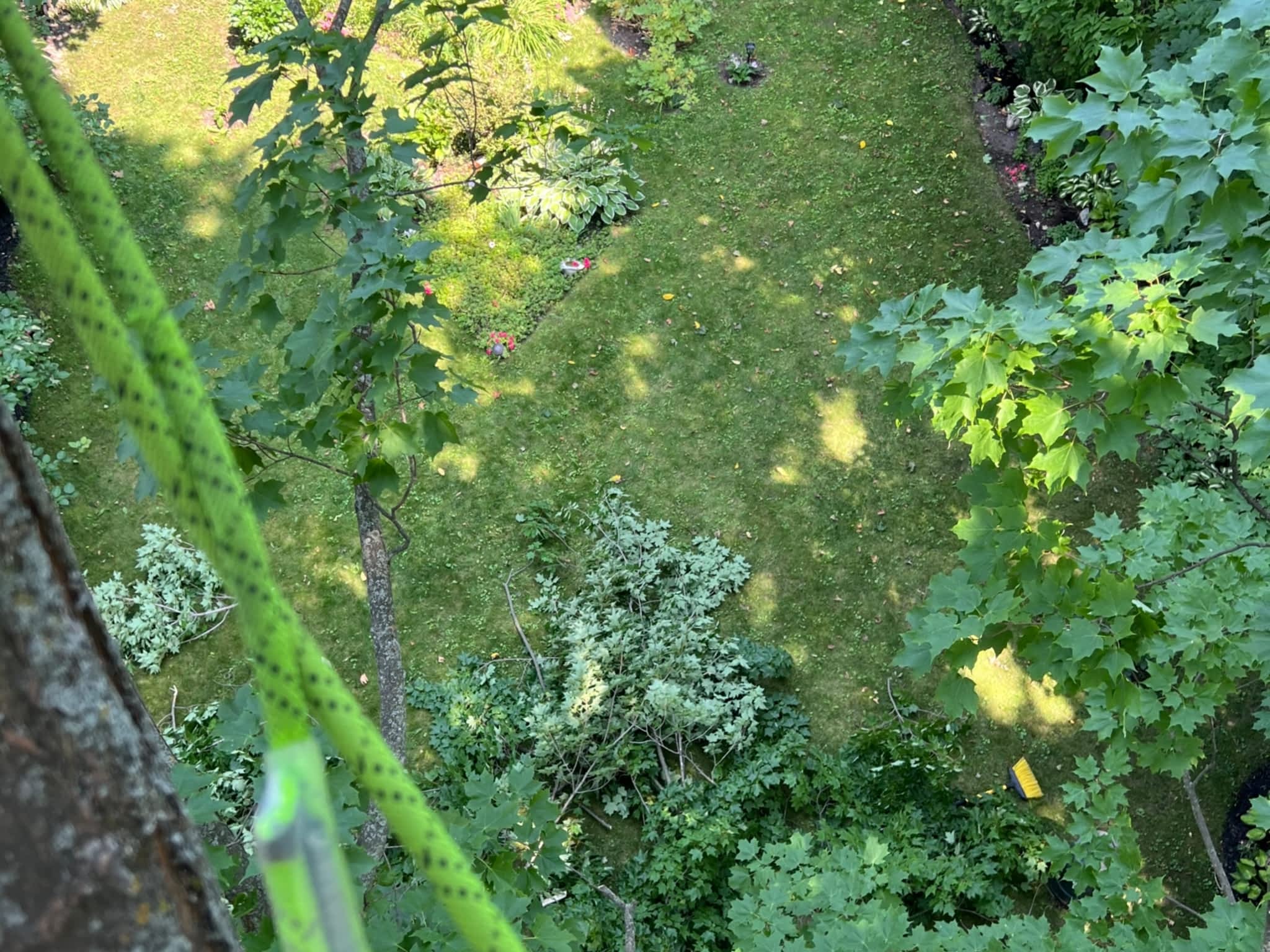 photo Juneau Tree Services