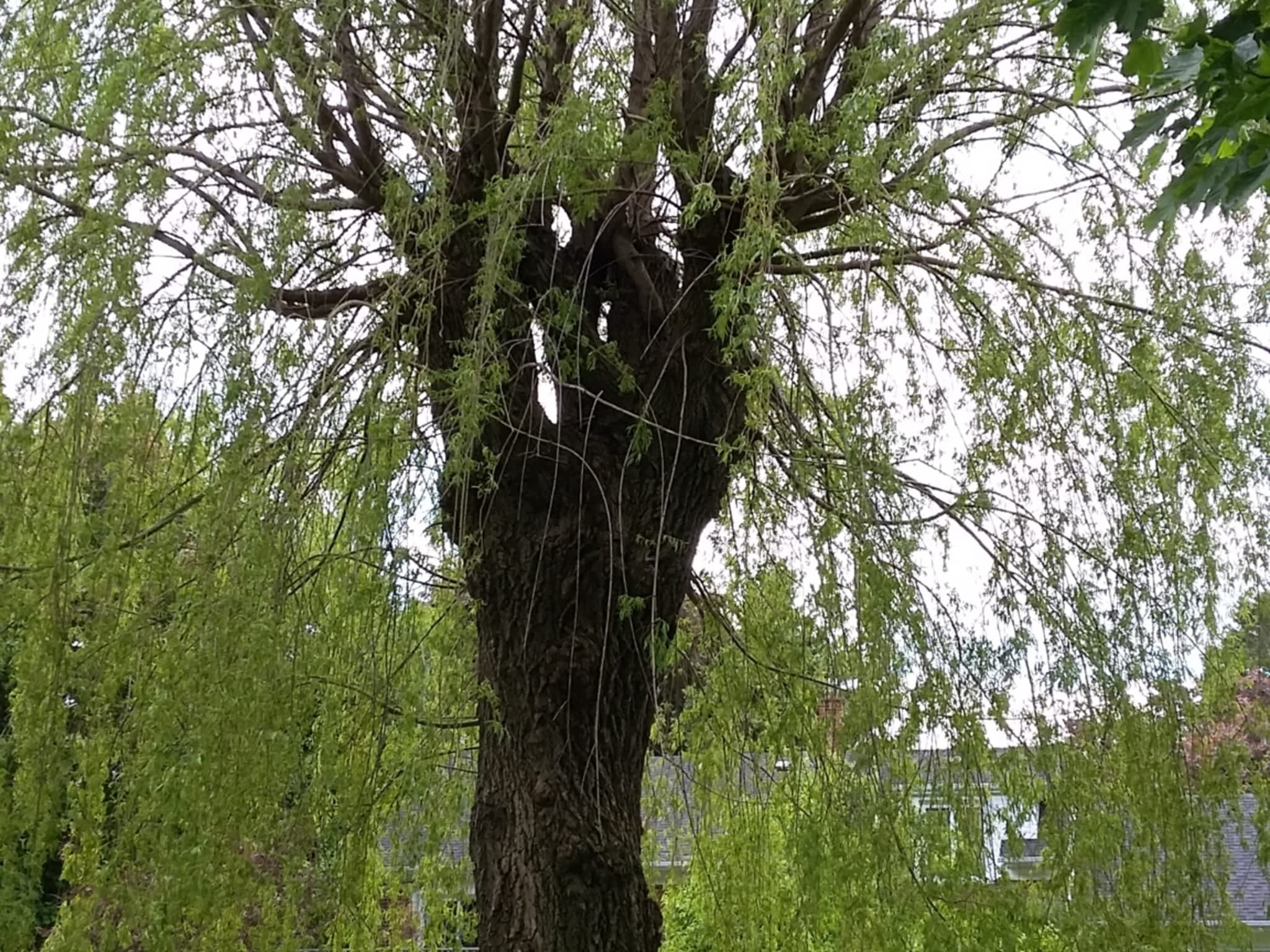 photo Two Guys Tree Services