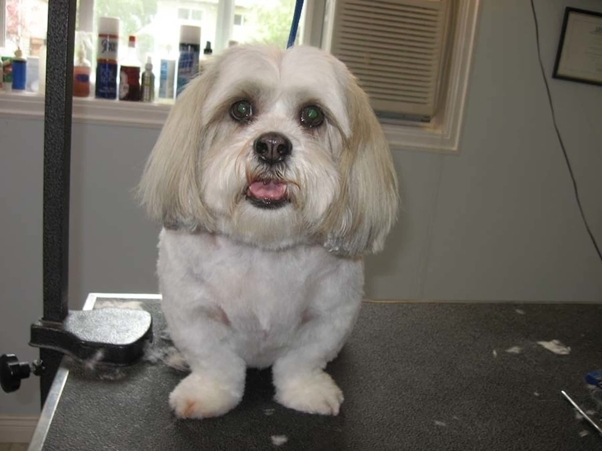 photo Heads To Tails Pet Grooming