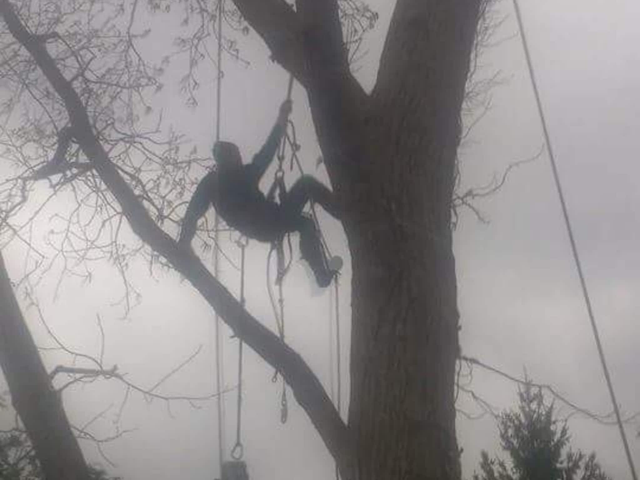 photo J R Tree Service