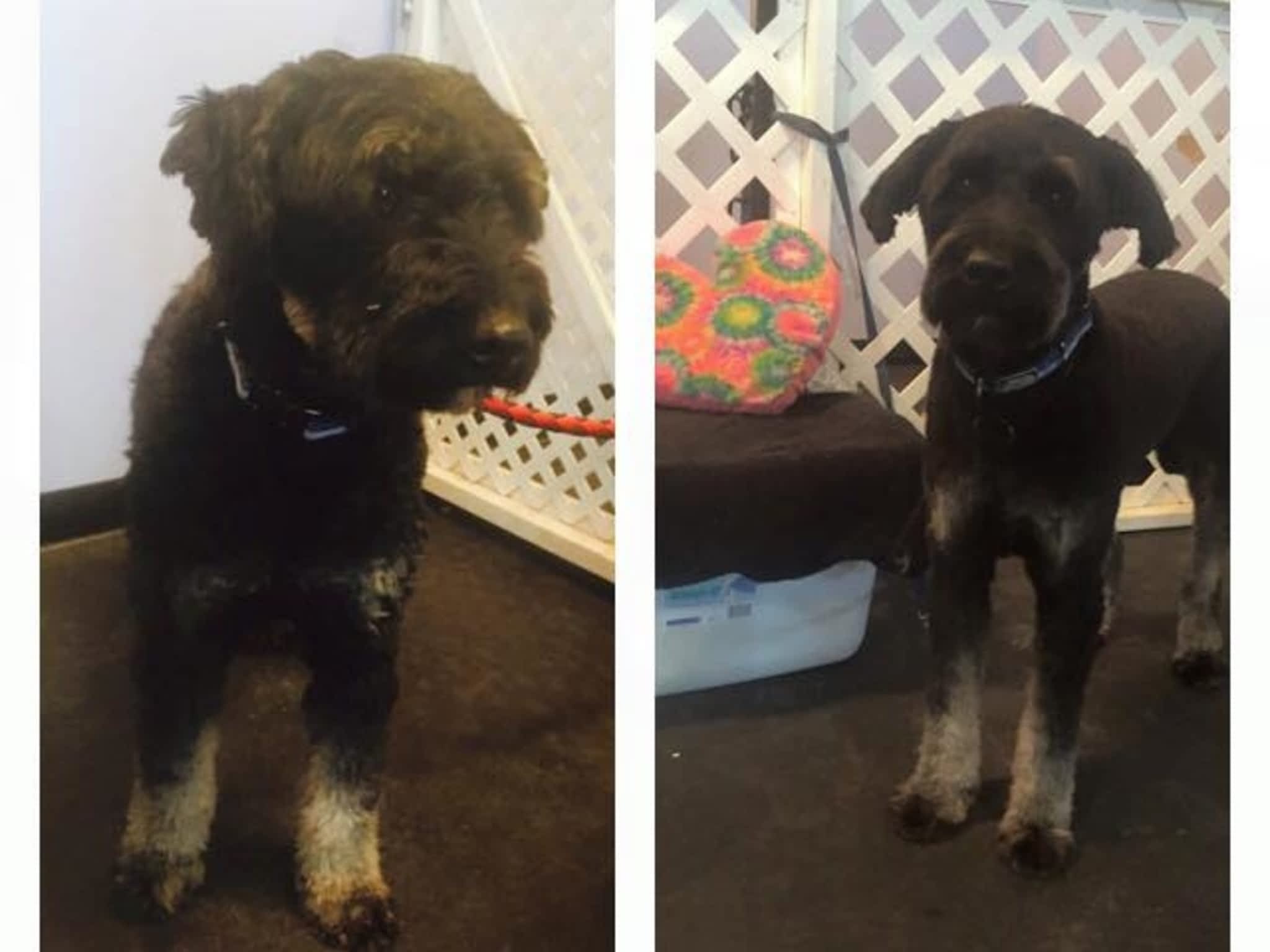 photo Wizard of Pawz Dog Grooming