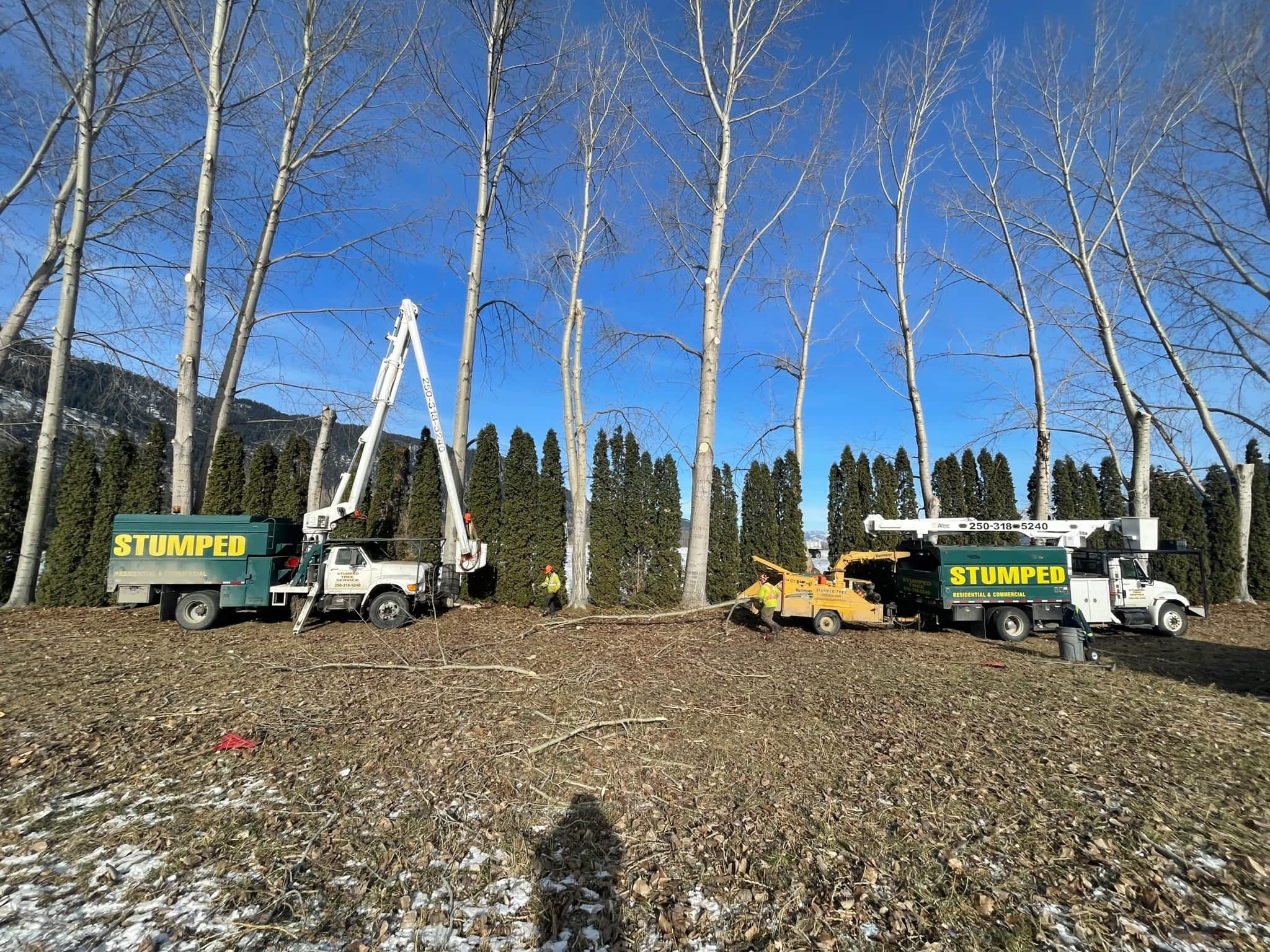 photo Stumped Tree Service