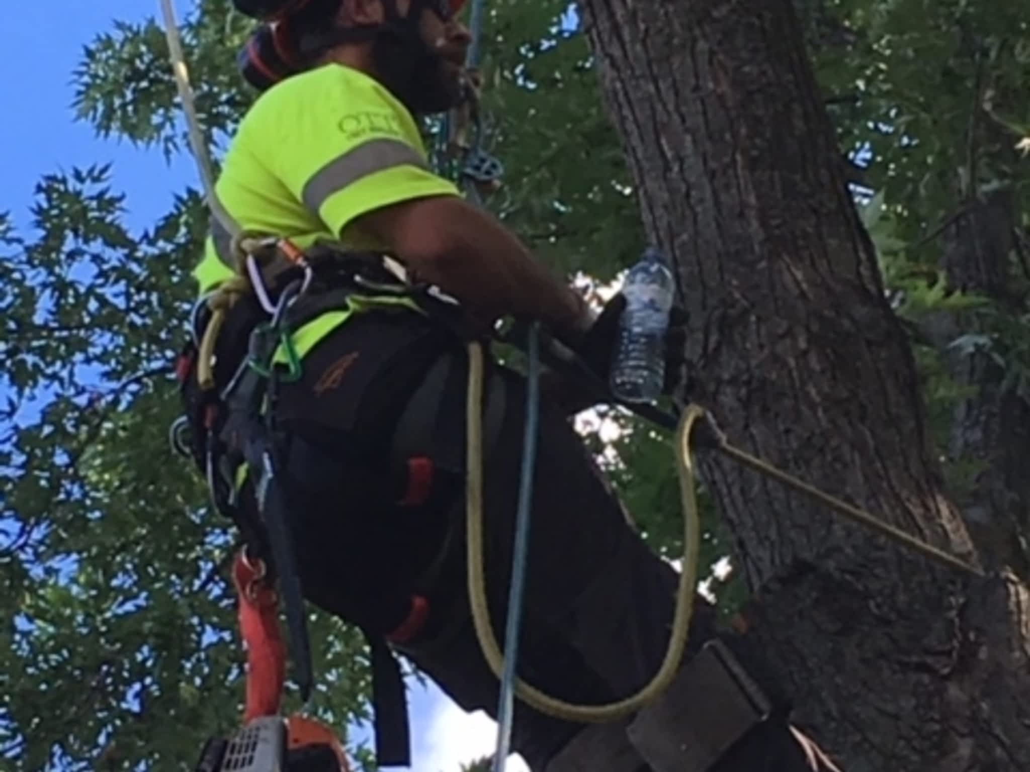 photo Ott's Tree Service