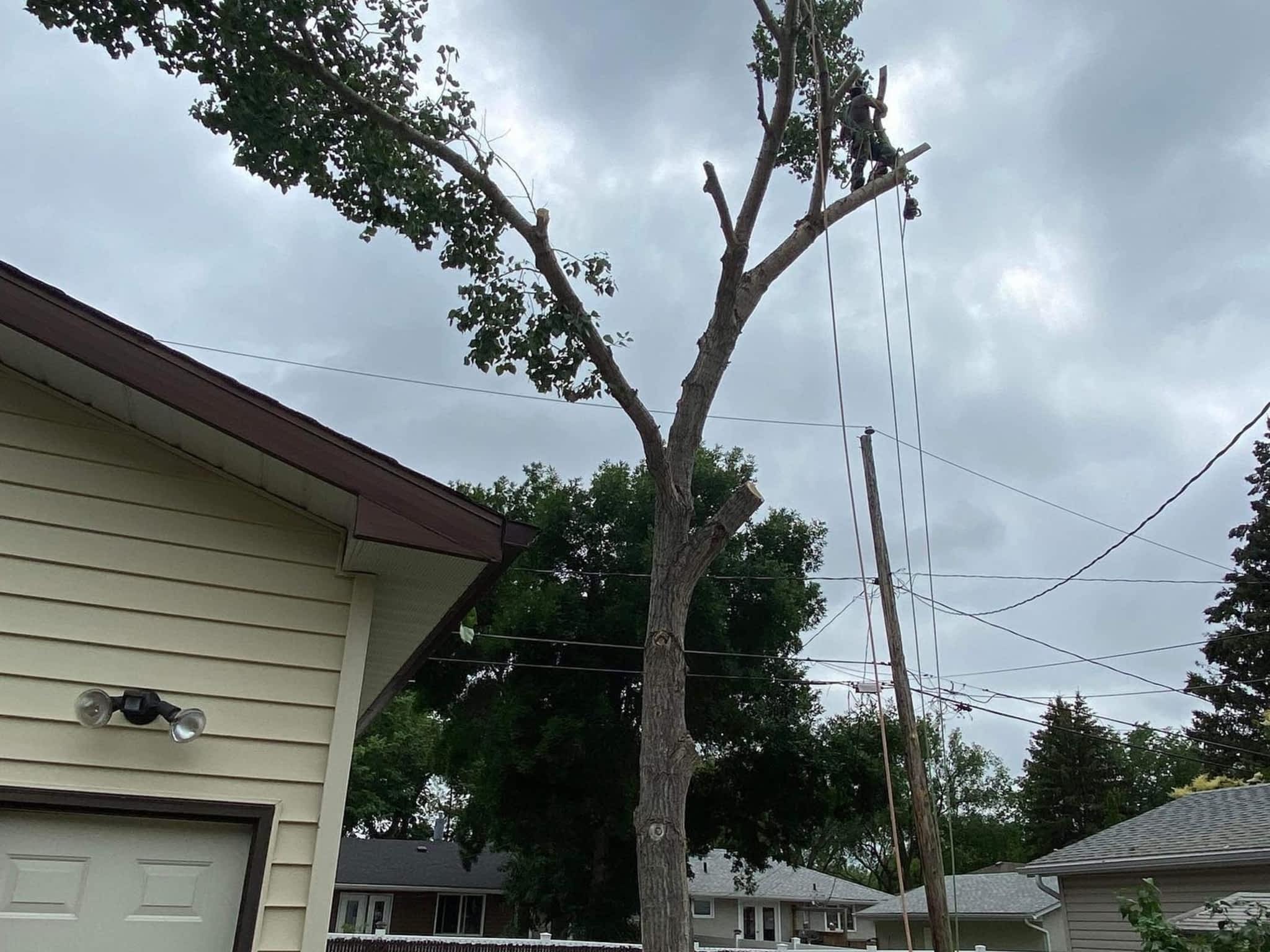 photo Sunset Tree Co