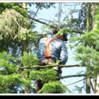The Arborist - Service d'entretien d'arbres