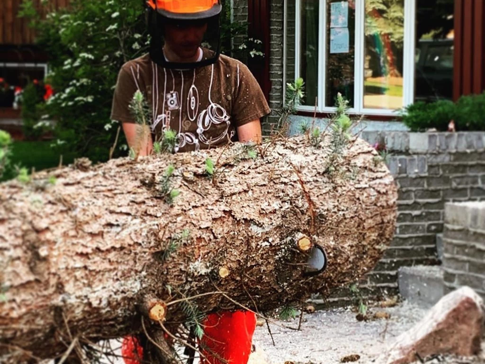photo Elevated Tree Removal