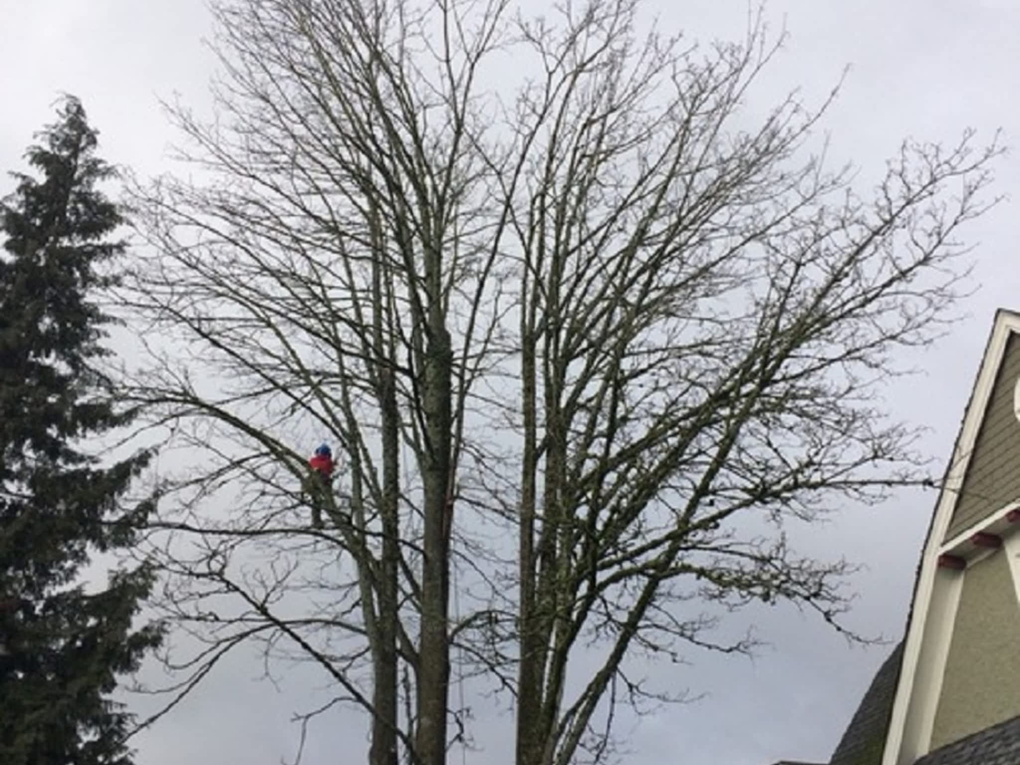 photo George Amos Tree Care