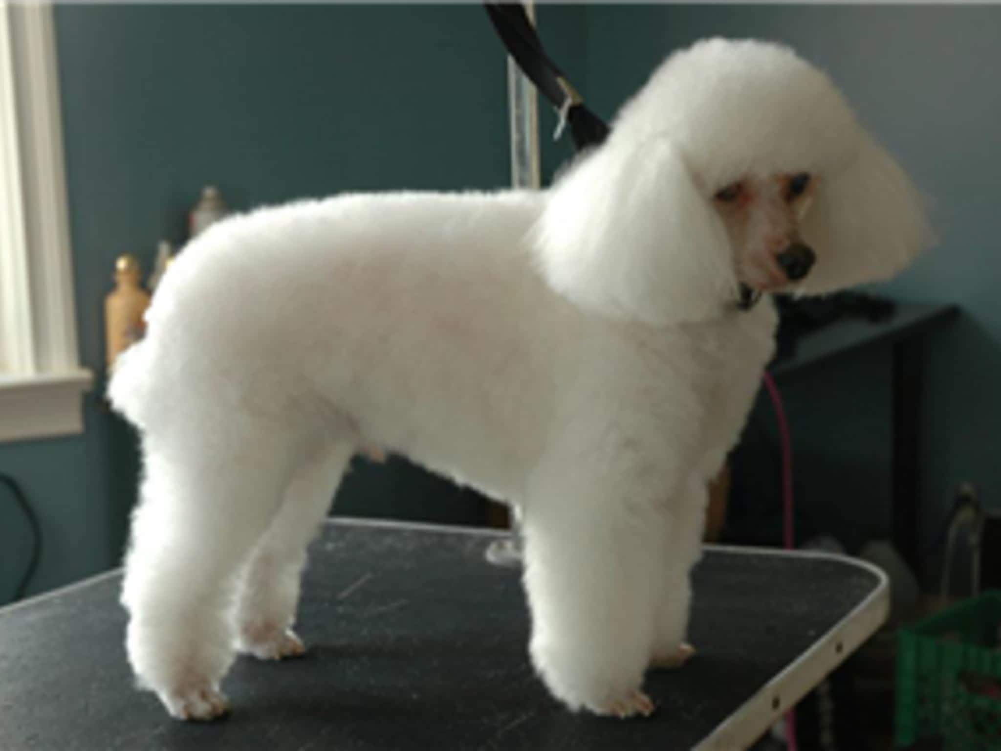 photo Nail To Tail Pet Grooming