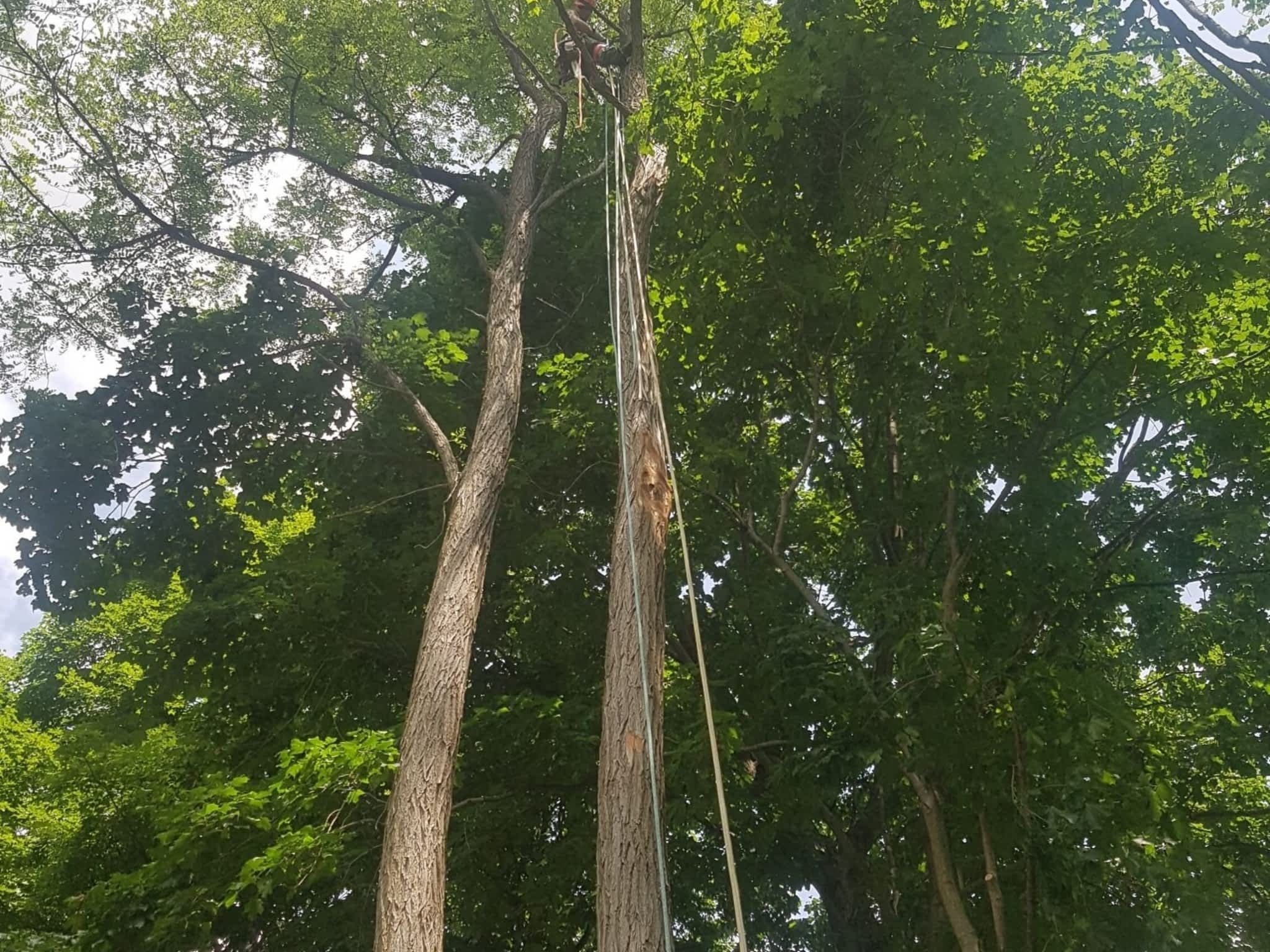 photo Wright's Tree Care