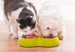 Where to get pet food in Montreal