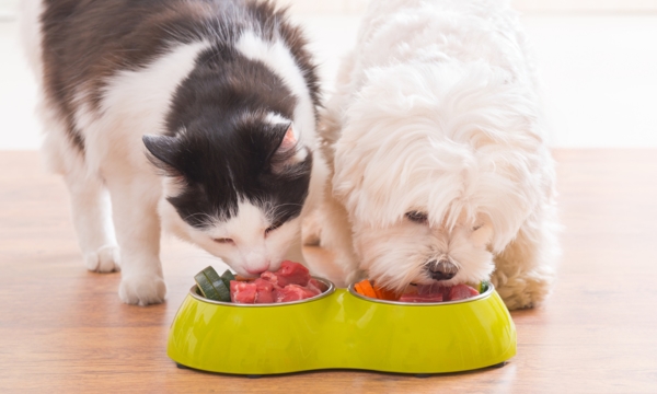 Where to get pet food in Montreal