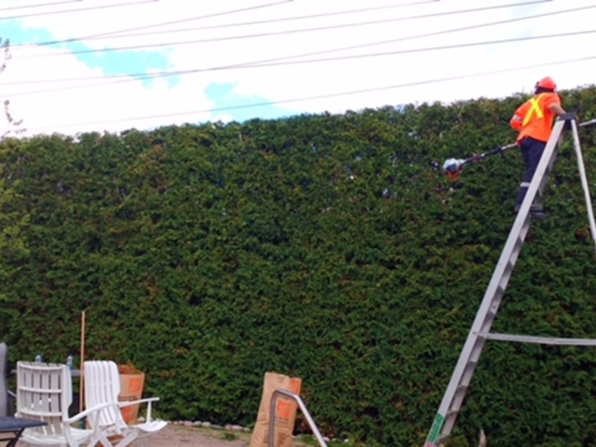 photo Deep Roots Quality Tree Services