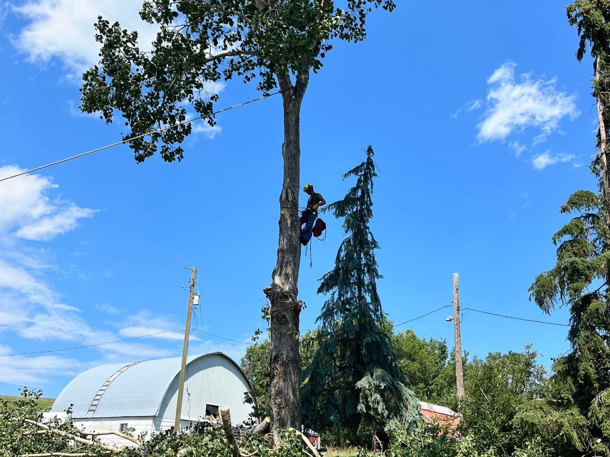 photo Spikes Tree Hugging Services