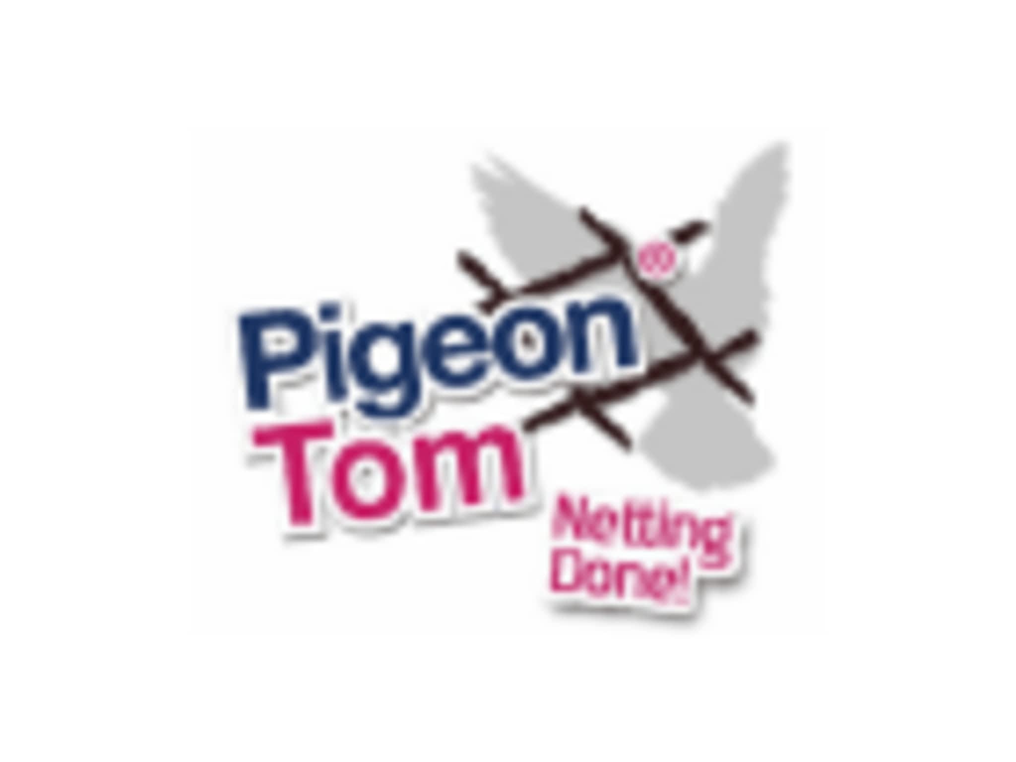 photo Pigeon Tom