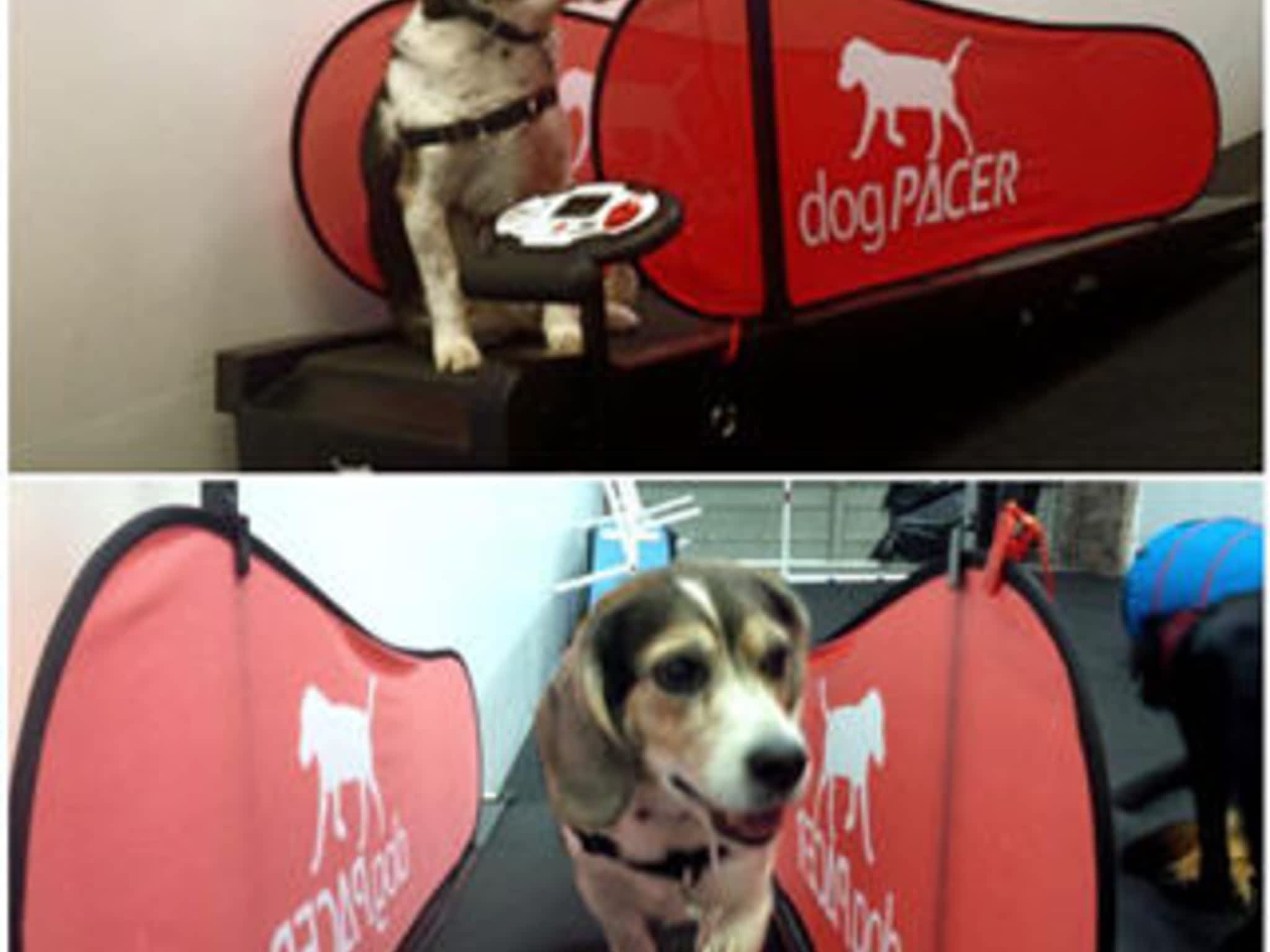 photo DogPlay Dog Daycare & Pet Supplies