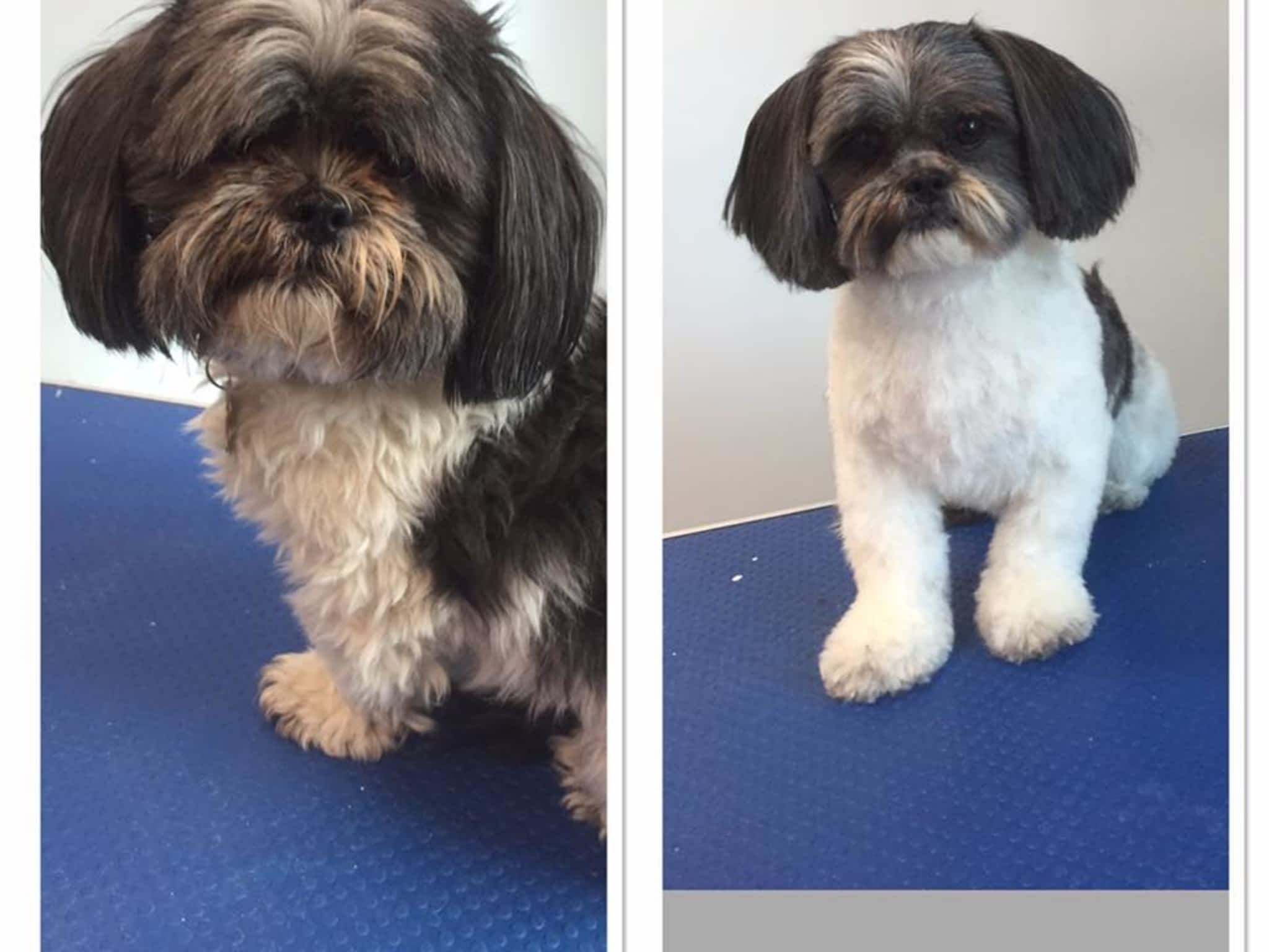 photo Wizard of Pawz Dog Grooming