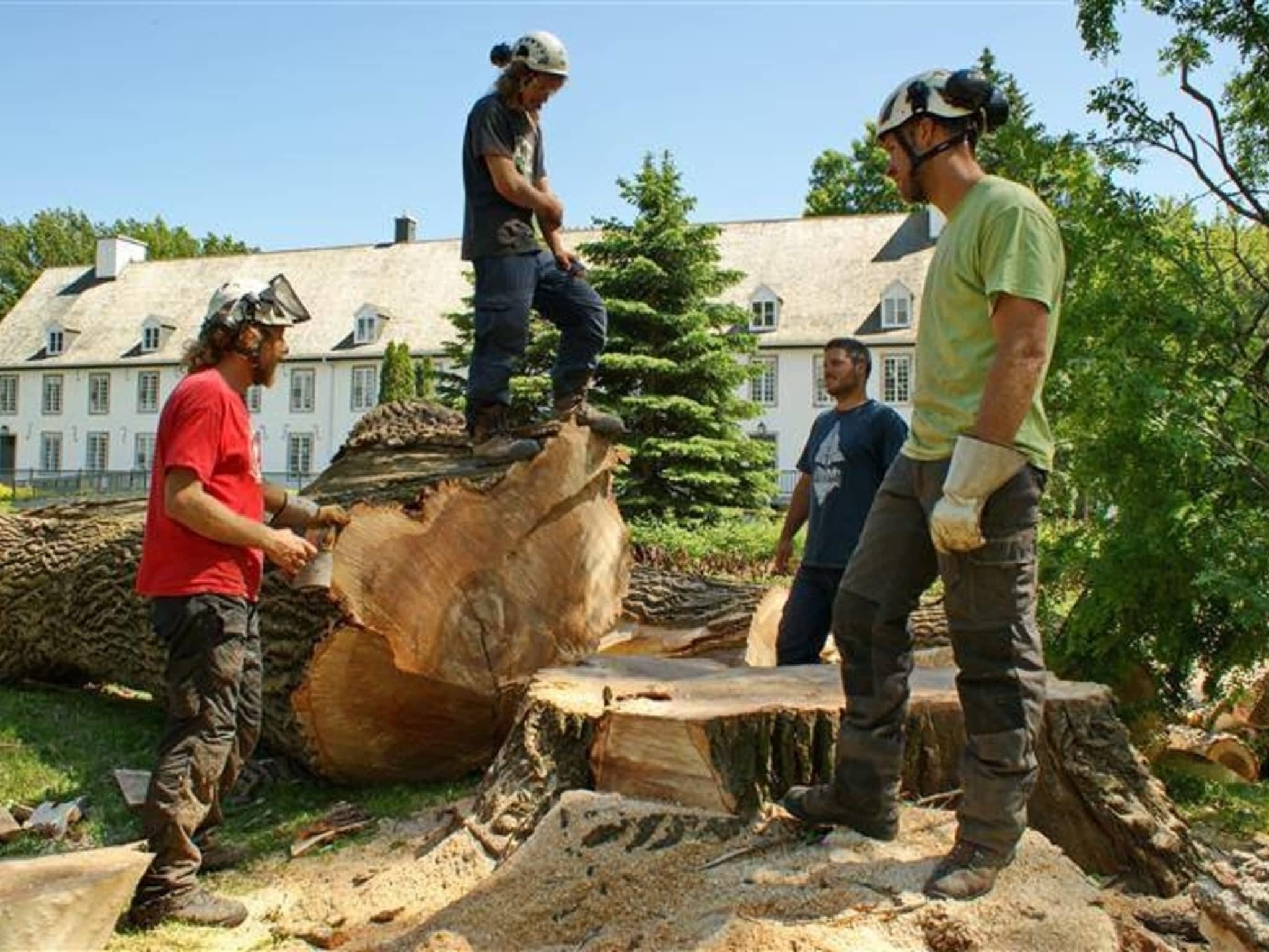 photo Lebel Arbre Arboriculteur