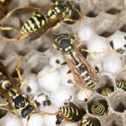 VIP Pest Control Ltd - Pest Control Services