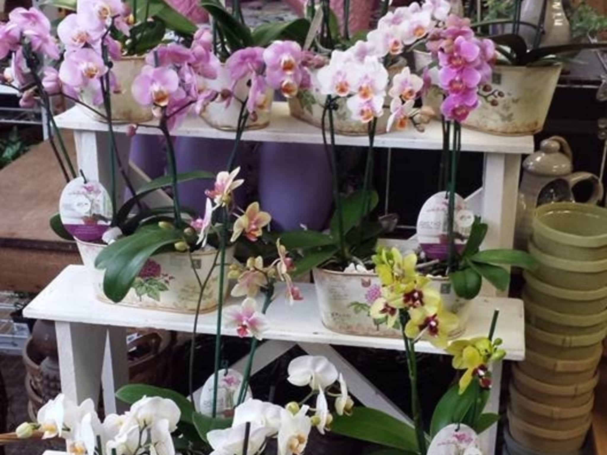 photo Blooms Flowers