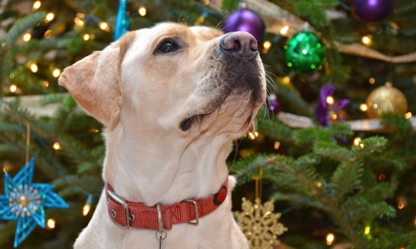 Vancouver pet shops for puppy-approved presents