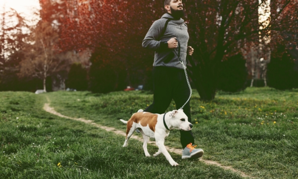 Dog-friendly spaces and activities in Toronto