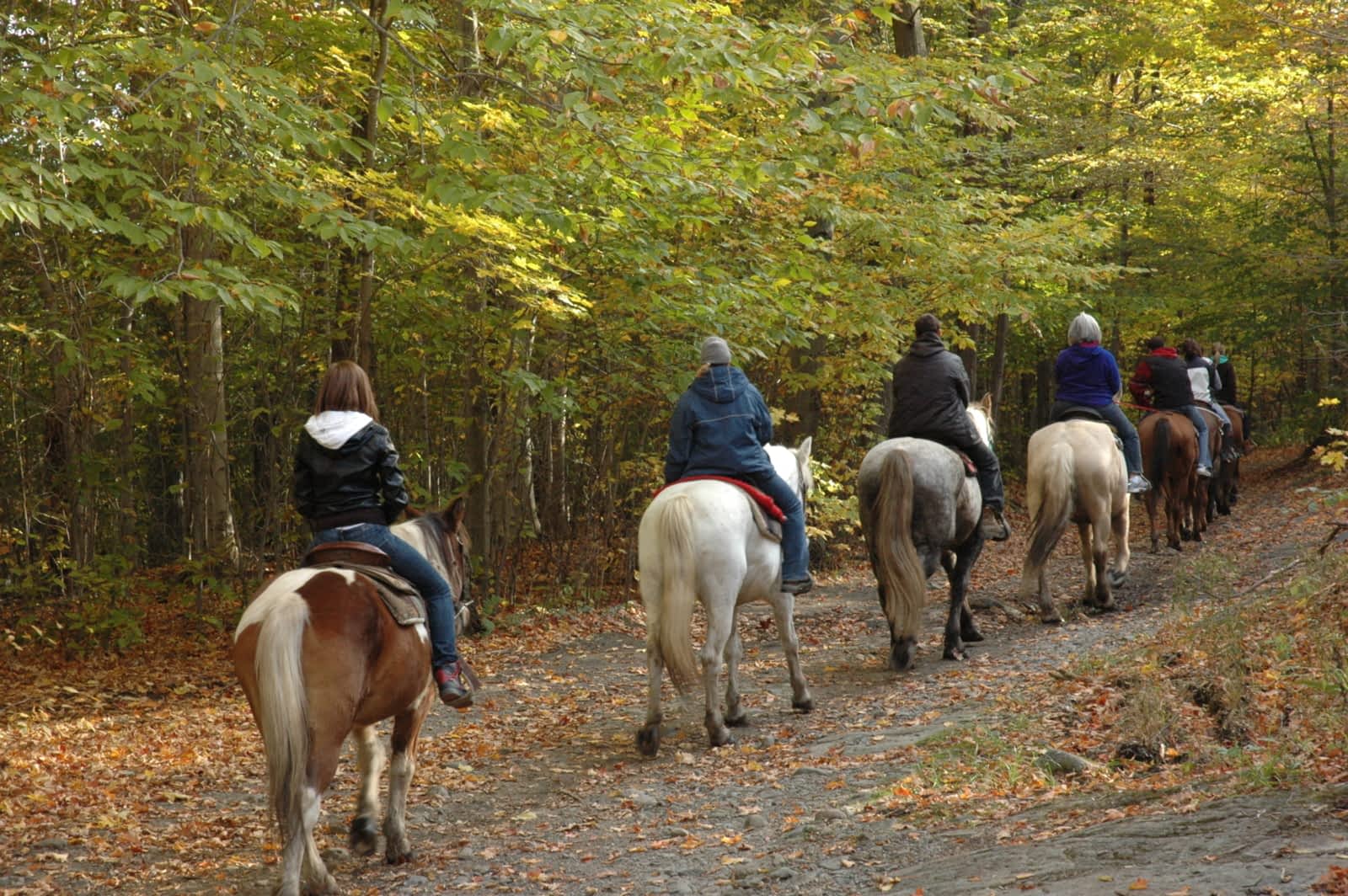 Equitation nouvelle france Clearance